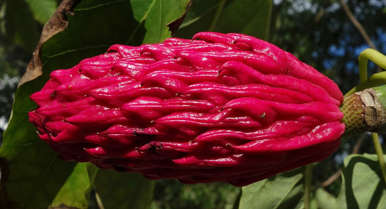 Fraser Magnolia (Magnolia fraseri) - PlantNative.org Ripe rose-pink cone-like fruit of Fraser magnolia (Magnolia fraseri) hanging among its large leaves