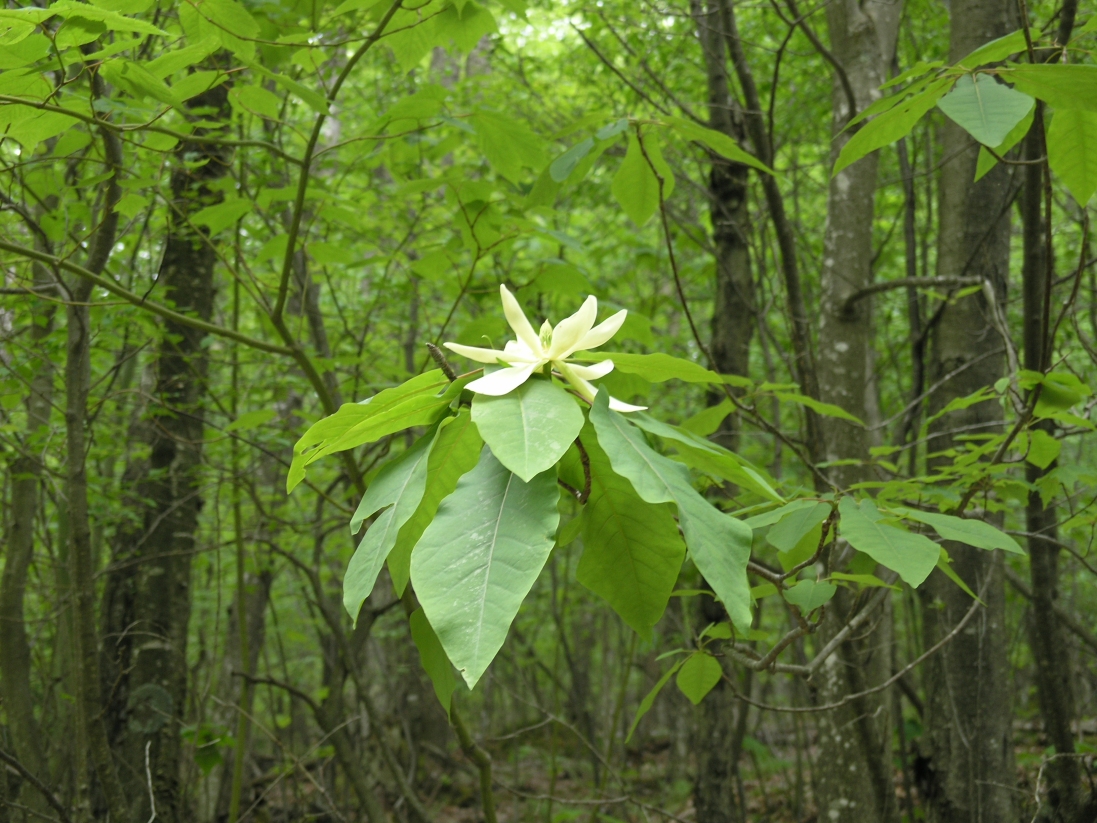 Fraser Magnolia (Magnolia fraseri) - PlantNative.org Fraser magnolia (Magnolia fraseri) flowering shoot in an Appalachian hardwood forest, showing large whorled leaves beneath a creamy white flower