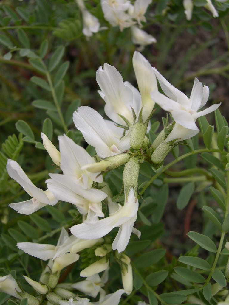 Close-up of freckled milkvetch (Astragalus lentiginosus) white pea-shaped flowers in a loose cluster among silvery compound leaves
