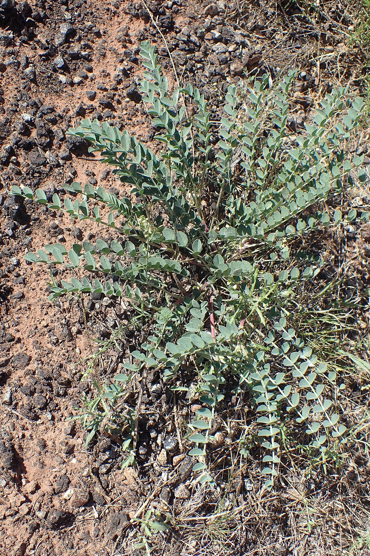 Freckled milkvetch (Astragalus lentiginosus) low spreading plant with silvery pinnate leaves growing in rocky desert soil
