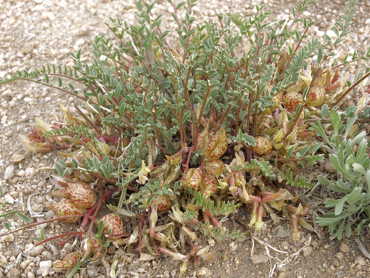Freckled milkvetch (Astragalus lentiginosus) inflated papery seed pods mottled with red speckles, the namesake feature of the species