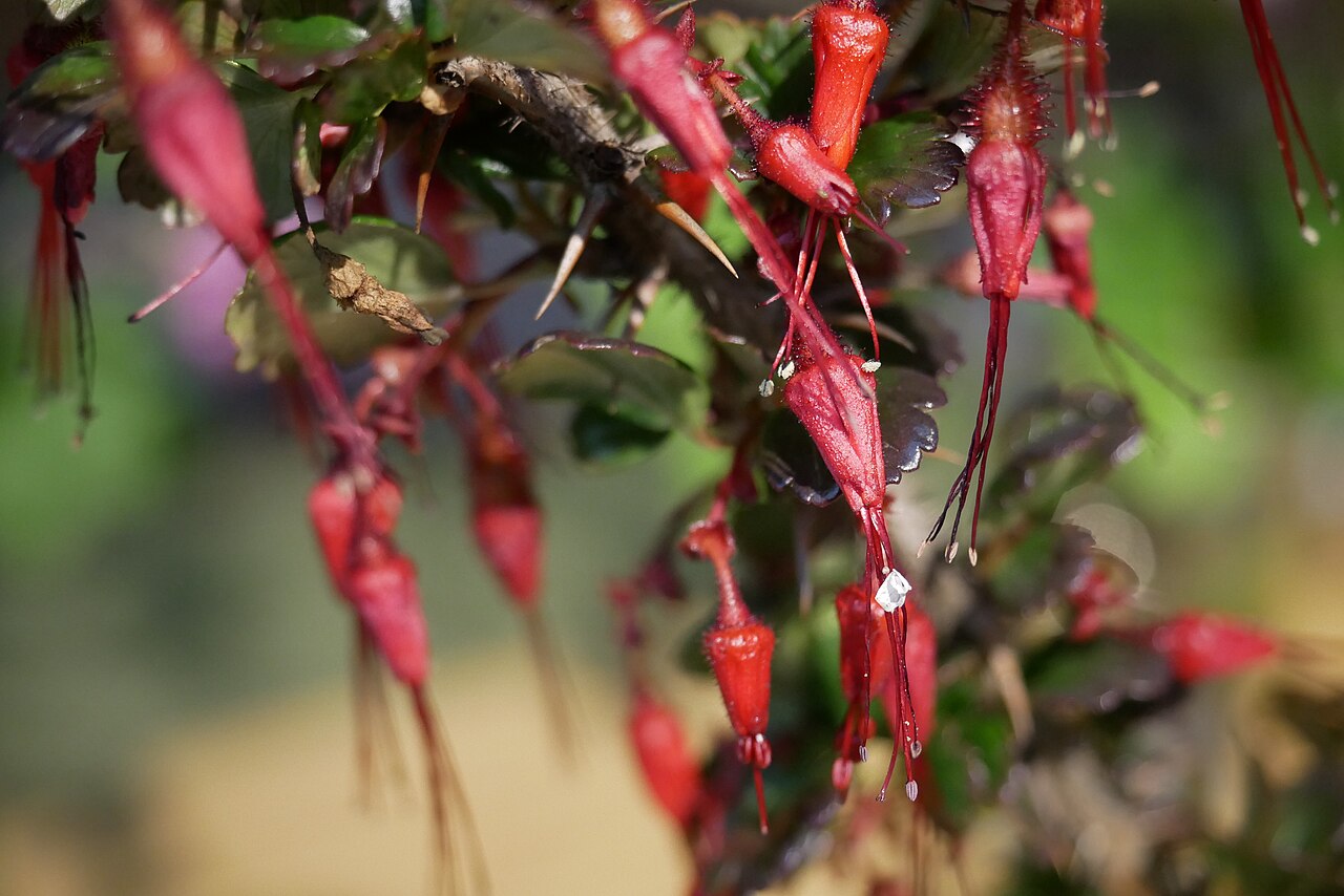 Fuchsia-flowered gooseberry (Ribes speciosum) flowering branch among chaparral shrubs