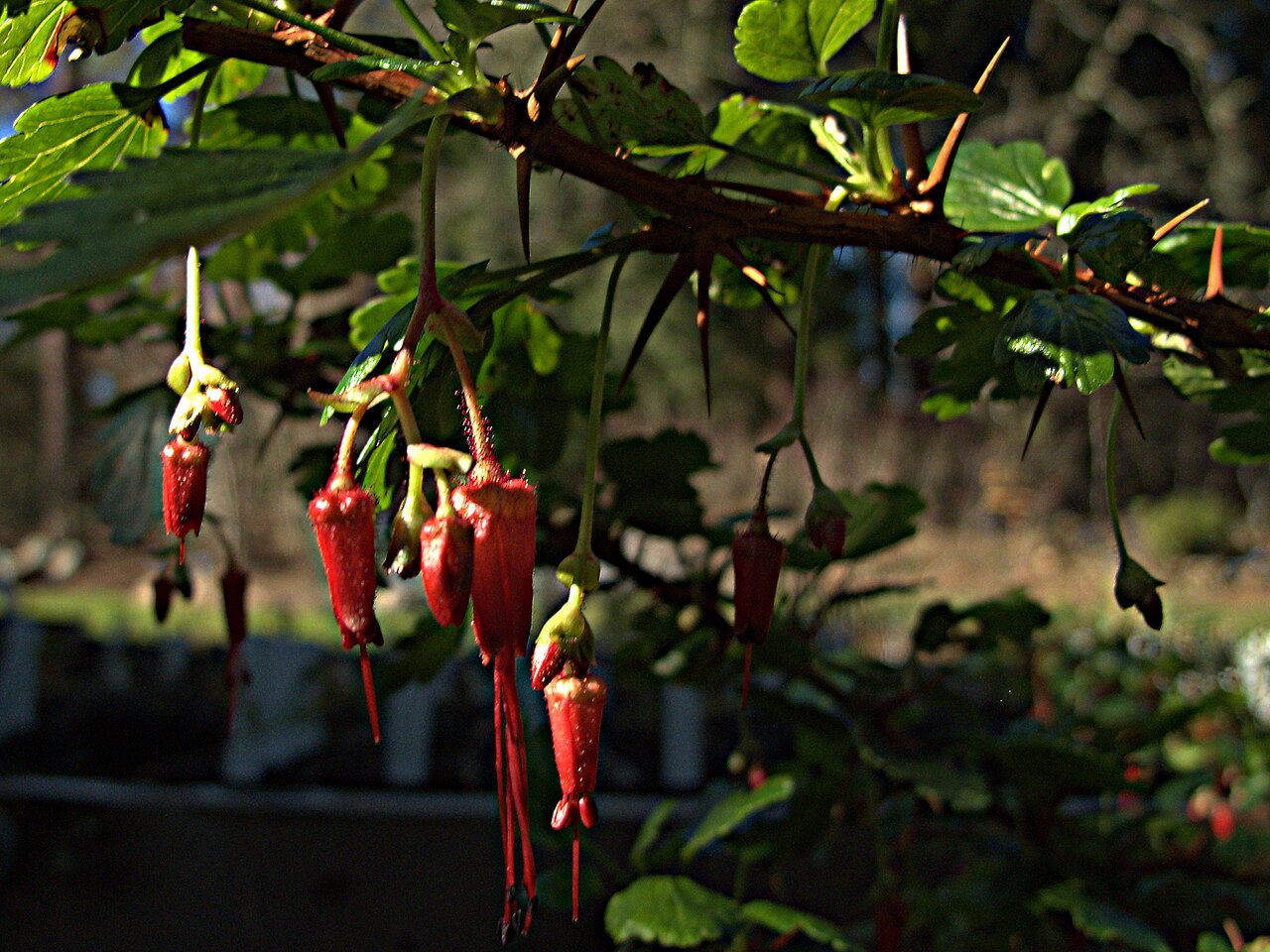 Fuchsia-flowered gooseberry (Ribes speciosum) branch with dangling crimson flowers and thorny stems