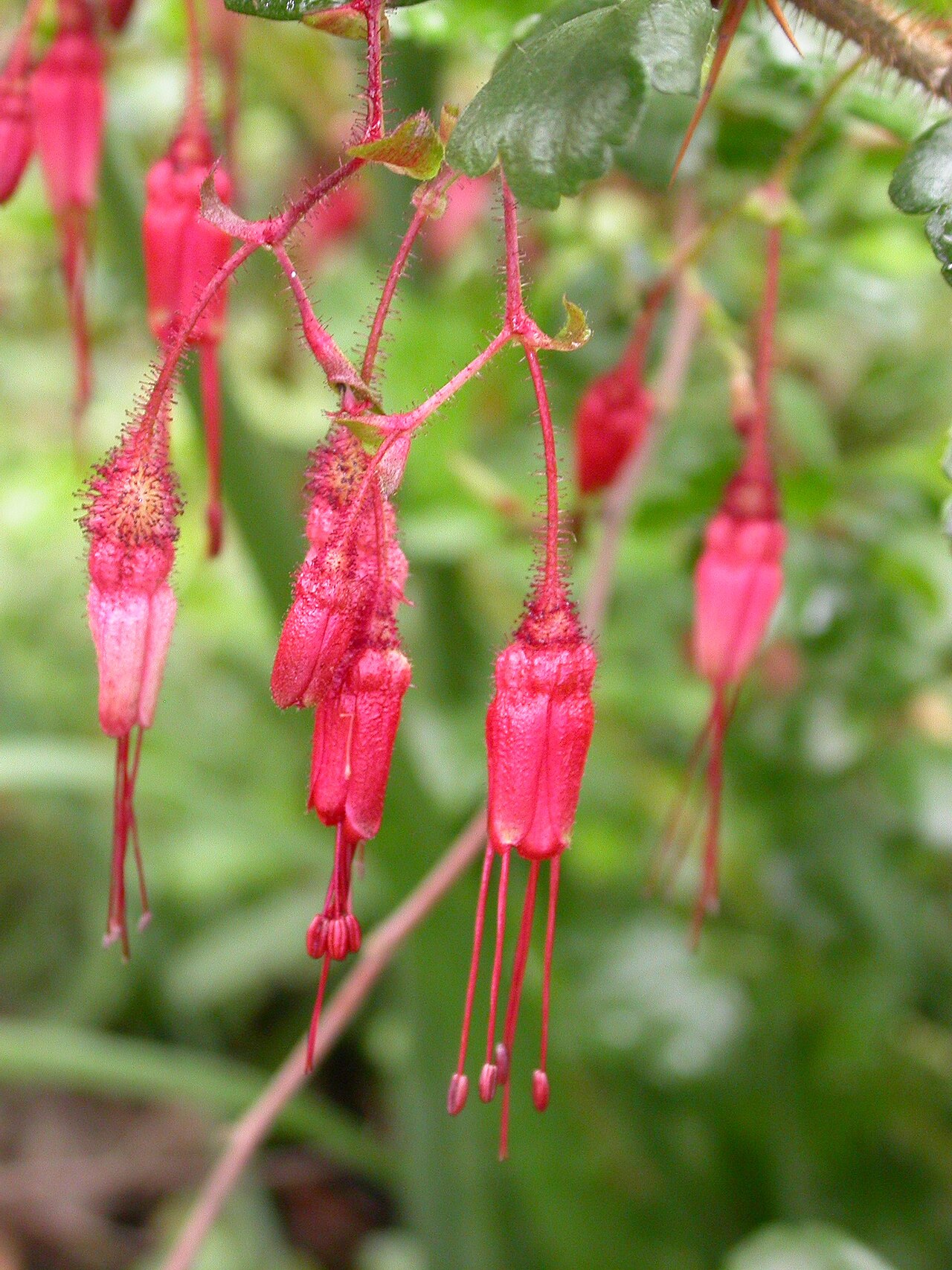 Close-up of crimson fuchsia-flowered gooseberry (Ribes speciosum) flowers showing long protruding red stamens