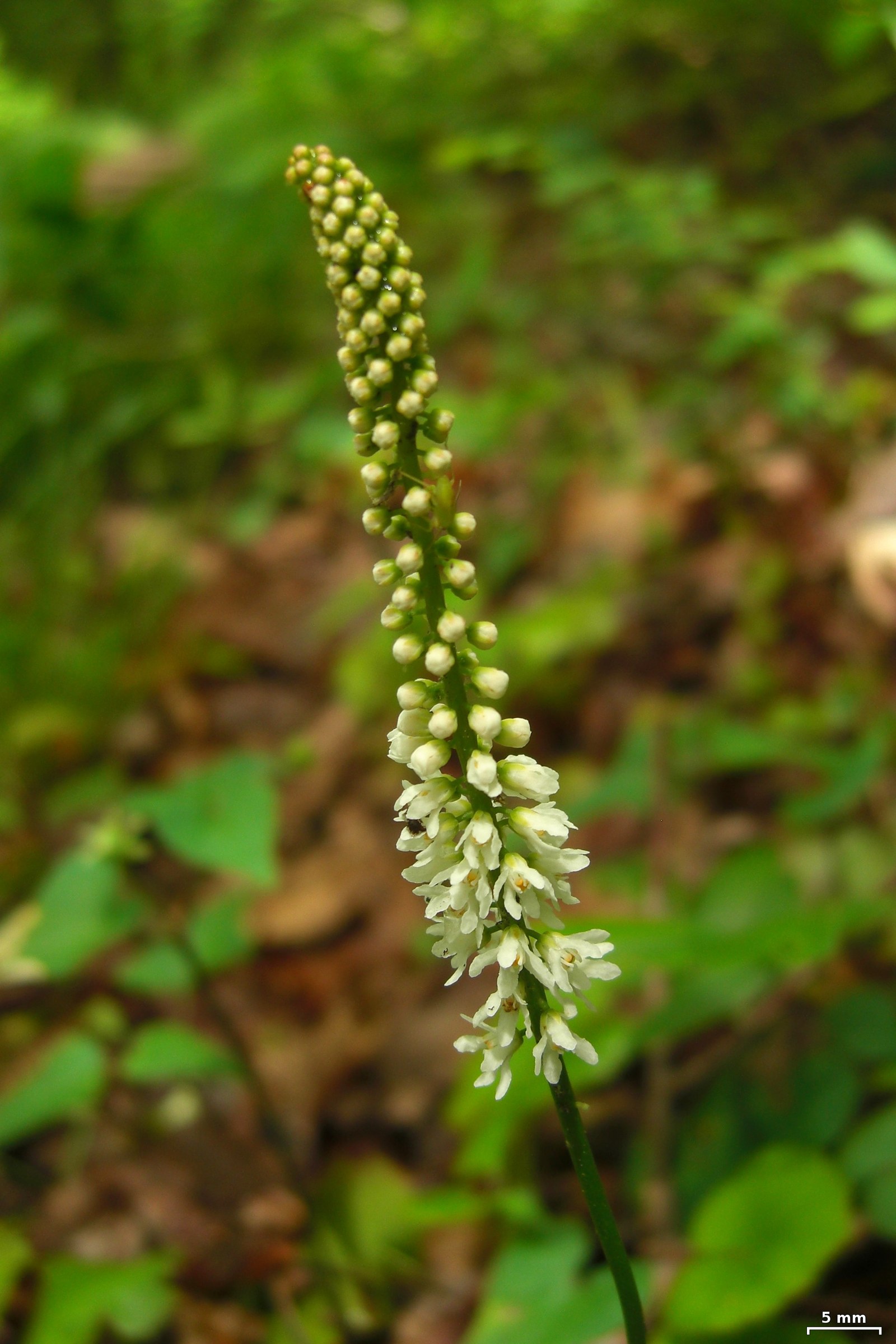 Galax (Galax urceolata) - PlantNative.org Galax (Galax urceolata) flower spike emerging with buds opening from base to tip
