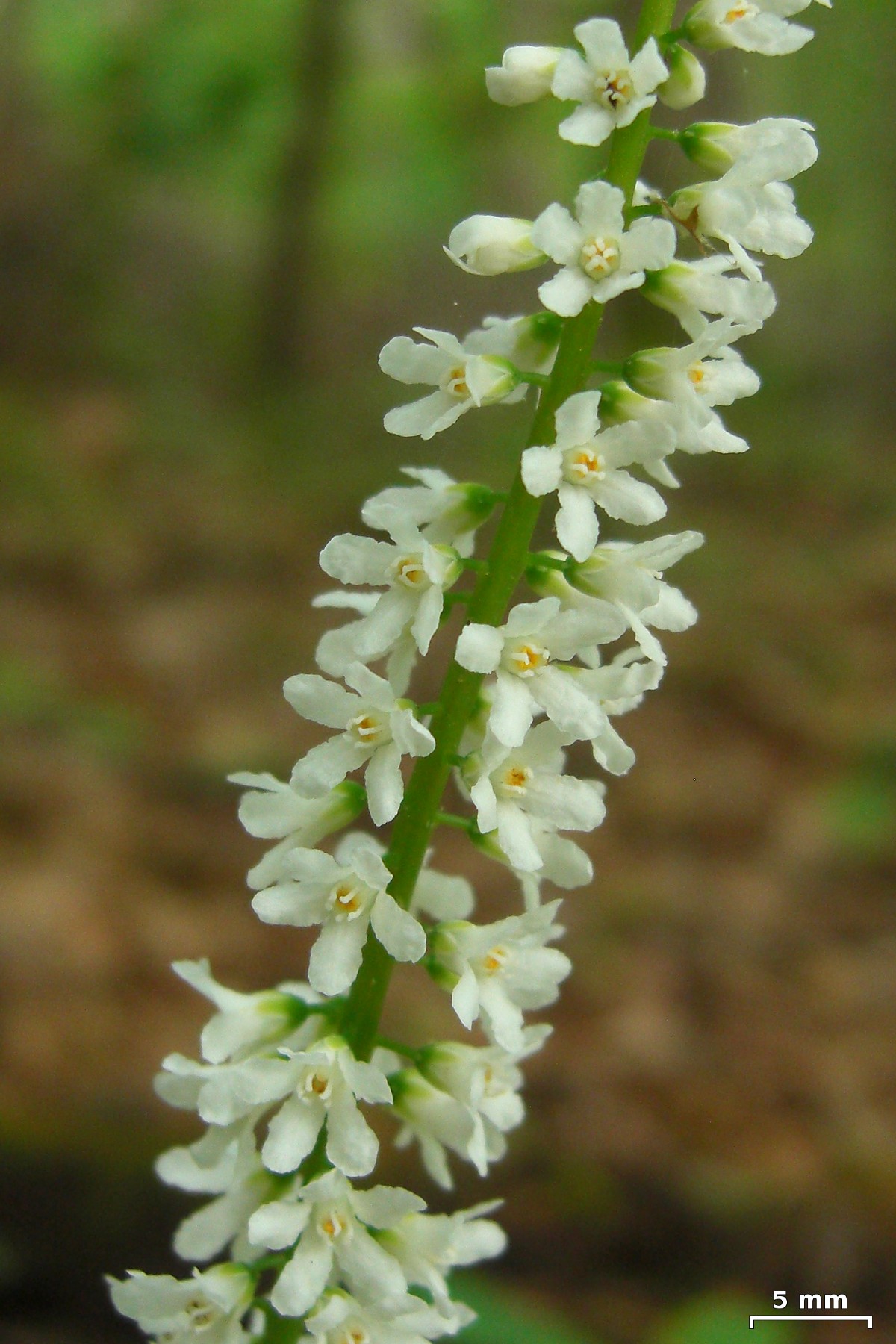 Galax (Galax urceolata) - PlantNative.org Close-up of a galax (Galax urceolata) flower spike with many small white star-shaped flowers