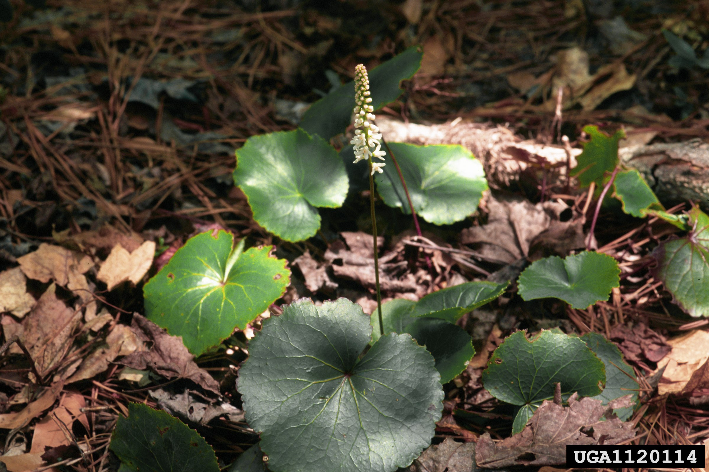Galax (Galax urceolata) - PlantNative.org Galax (Galax urceolata) plant with round glossy leaves and a tall spike of small white flowers growing in leaf litter