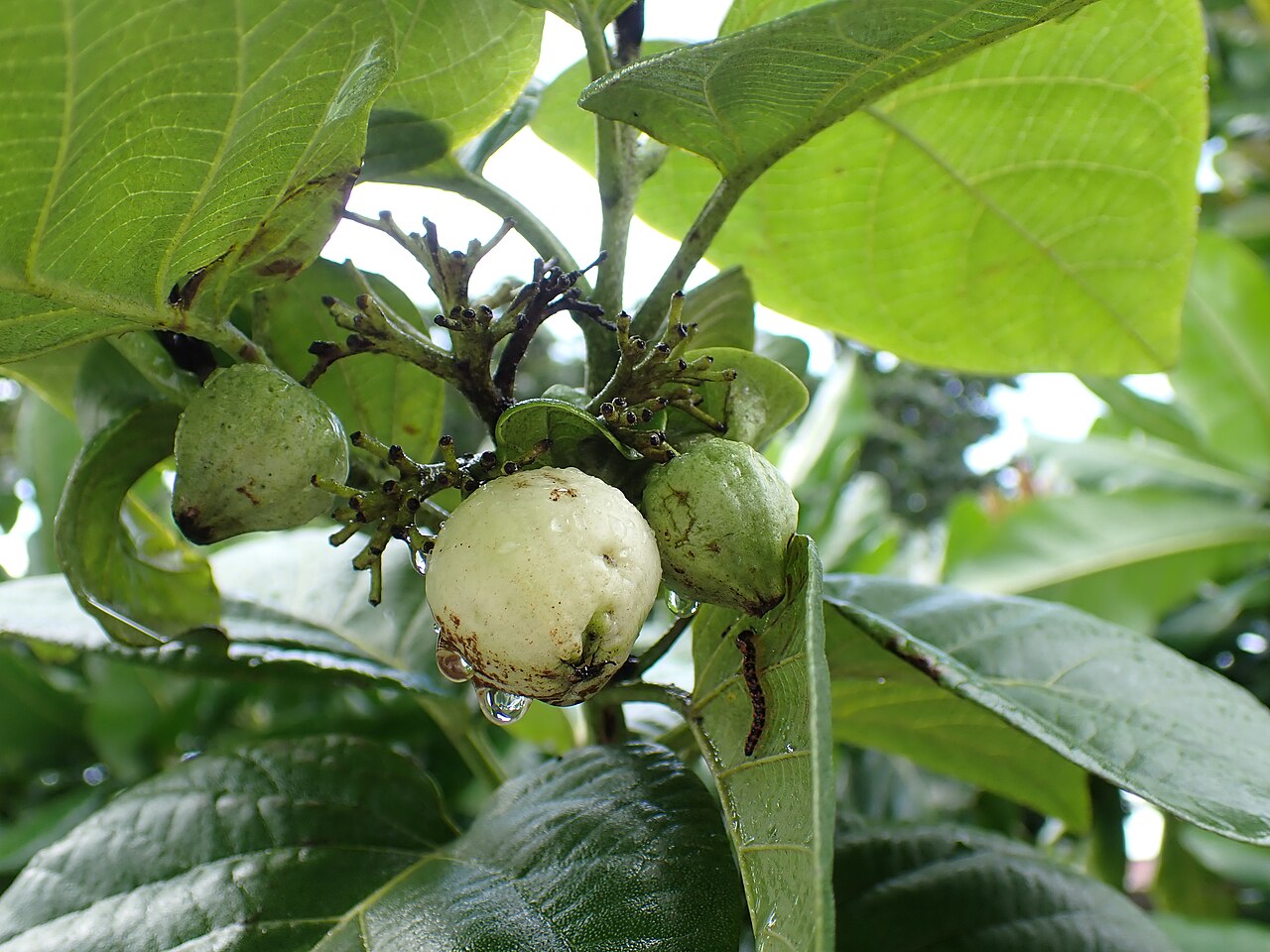 Geiger Tree (Cordia sebestena) - PlantNative.org Clustered white, pear-shaped fruit of the Geiger Tree (Cordia sebestena) hanging among its broad, rough-textured green leaves