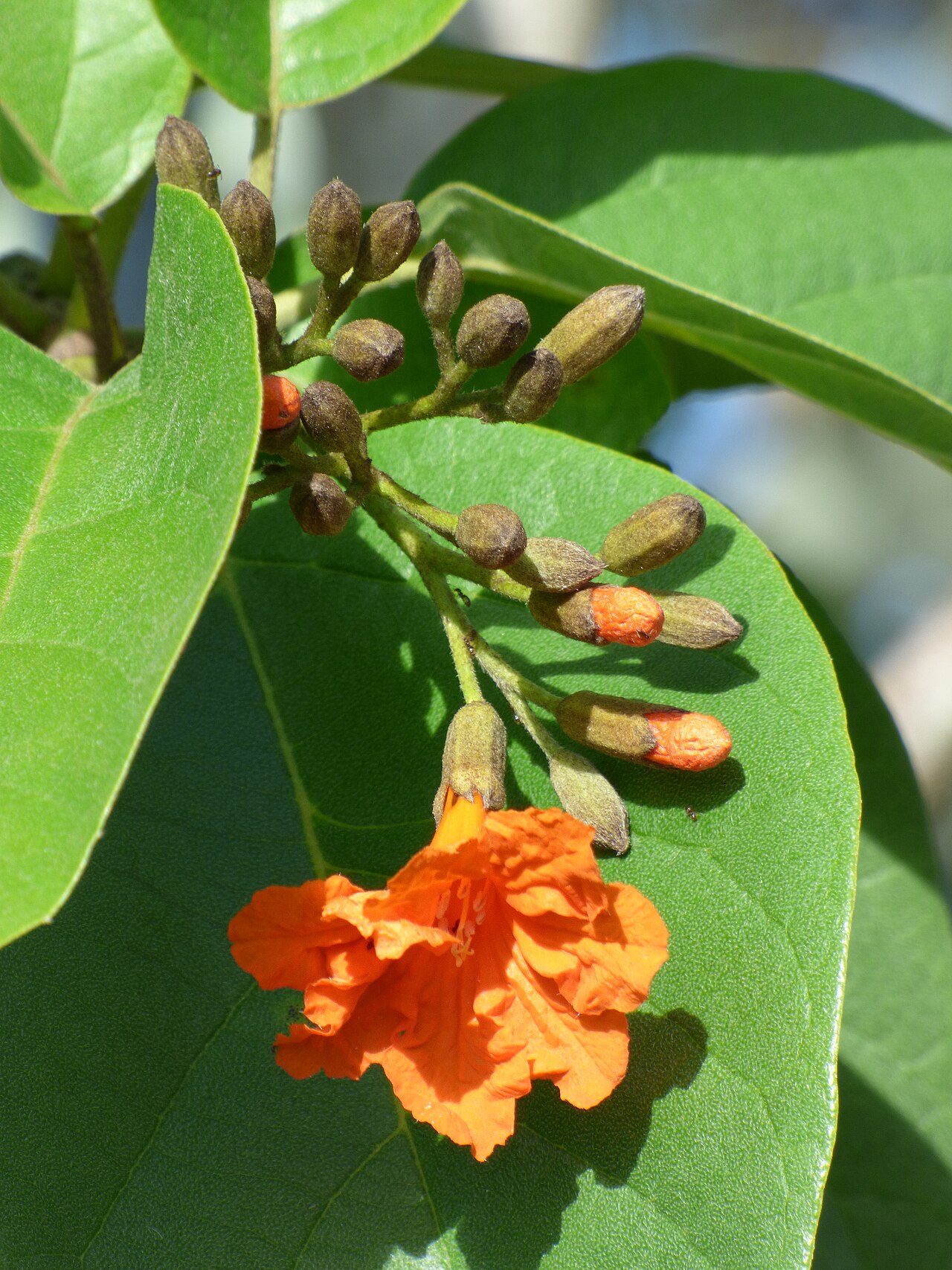 Geiger Tree (Cordia sebestena) - PlantNative.org Geiger Tree (Cordia sebestena) branch with sandpapery green leaves and clusters of bright orange tubular flowers and buds, photographed in Delray Beach, Florida