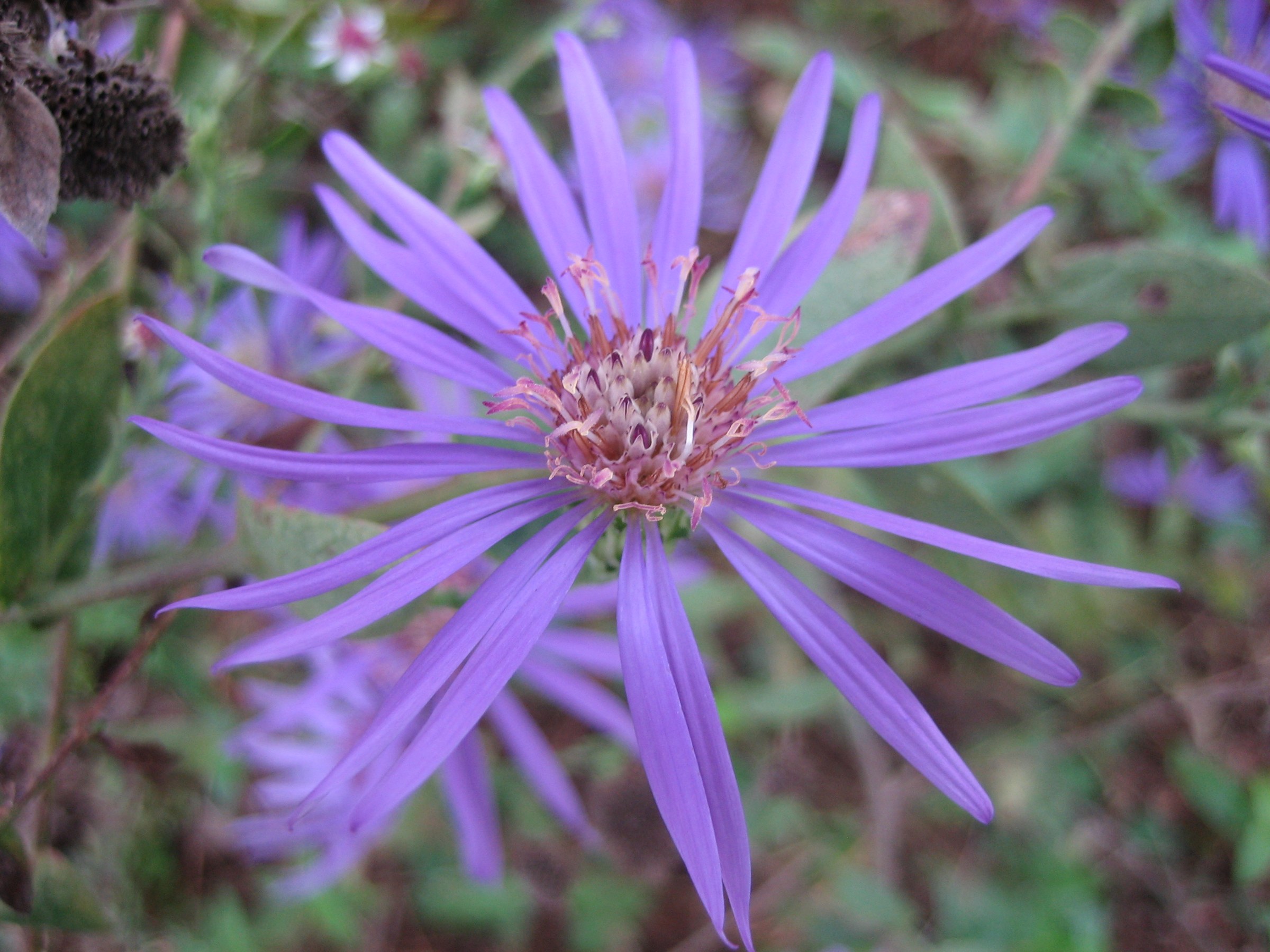 Georgia Aster (Symphyotrichum georgianum) - PlantNative.org Georgia aster flower head in late bloom showing deep purple ray florets surrounding a purple-brown disk