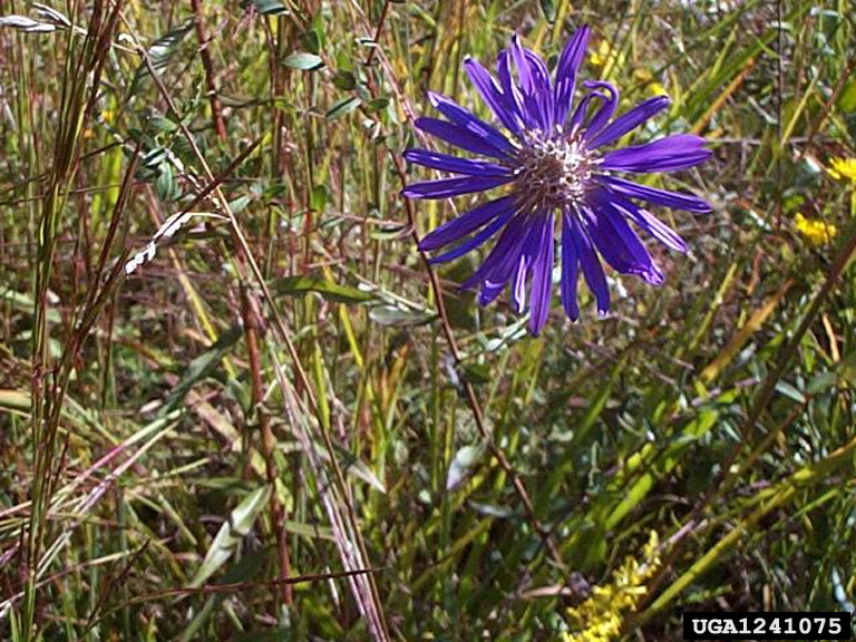 Georgia Aster (Symphyotrichum georgianum) - PlantNative.org Georgia aster (Symphyotrichum georgianum) single large deep-purple flower head with a pale yellow center, blooming amid grasses