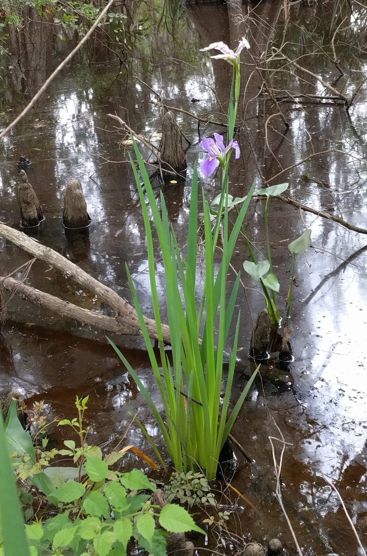 Giant Blue Iris (Iris giganticaerulea) - PlantNative.org A single giant blue iris flower with violet-blue petals and yellow signal patches growing beside a cypress swamp