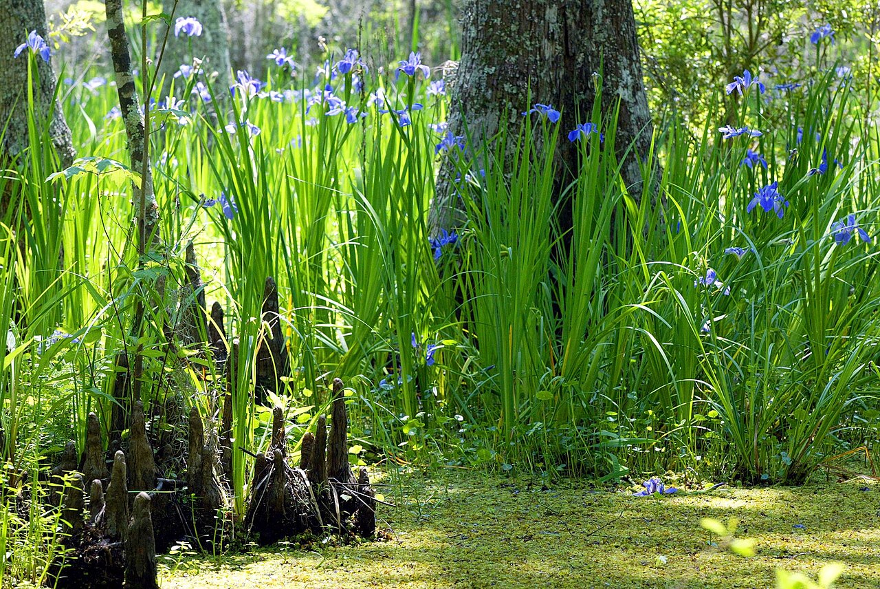 Giant Blue Iris (Iris giganticaerulea) - PlantNative.org Giant blue iris (Iris giganticaerulea) blooming in large numbers among bald cypress trees in a Louisiana swamp