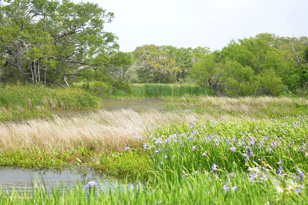 Giant Blue Iris (Iris giganticaerulea) - PlantNative.org A field of giant blue iris in bloom along the edge of a marsh at San Bernard National Wildlife Refuge in Texas