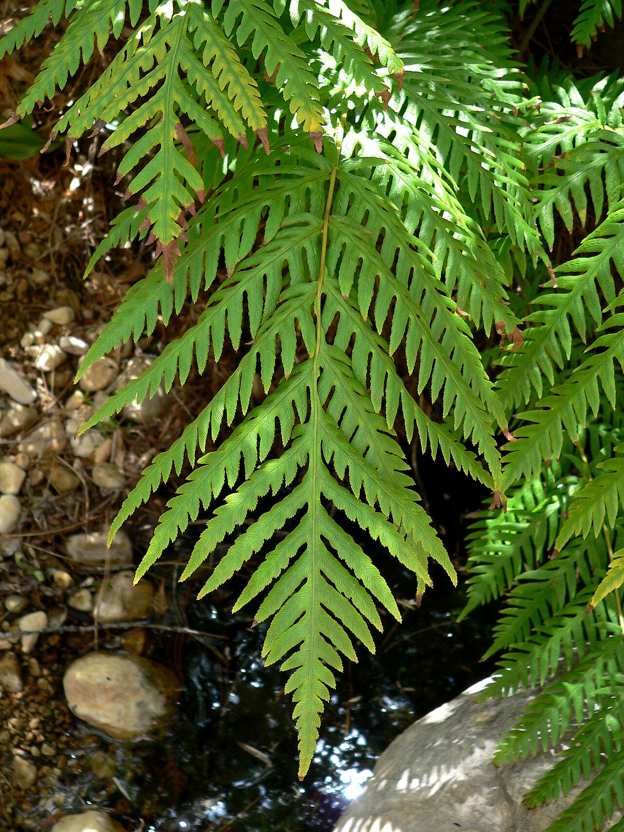 Giant Chain Fern (Woodwardia fimbriata) - PlantNative.org Close-up of a giant chain fern (Woodwardia fimbriata) frond showing its deeply lobed, leathery pinnae
