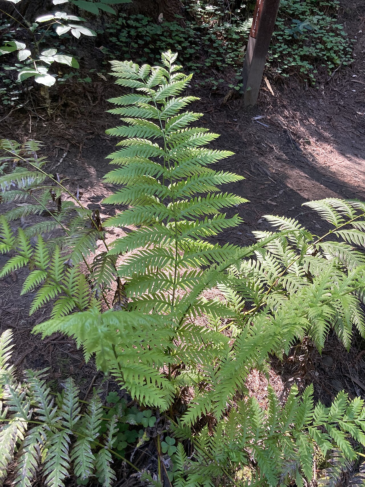 Giant Chain Fern (Woodwardia fimbriata) - PlantNative.org A large clump of giant chain fern (Woodwardia fimbriata) growing in shaded forest habitat