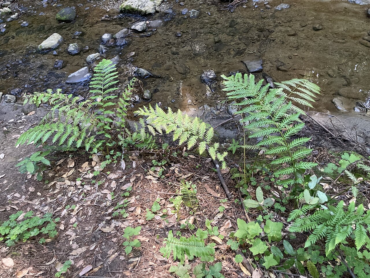 Giant Chain Fern (Woodwardia fimbriata) - PlantNative.org Giant chain fern (Woodwardia fimbriata) fronds arching over a rocky streambank