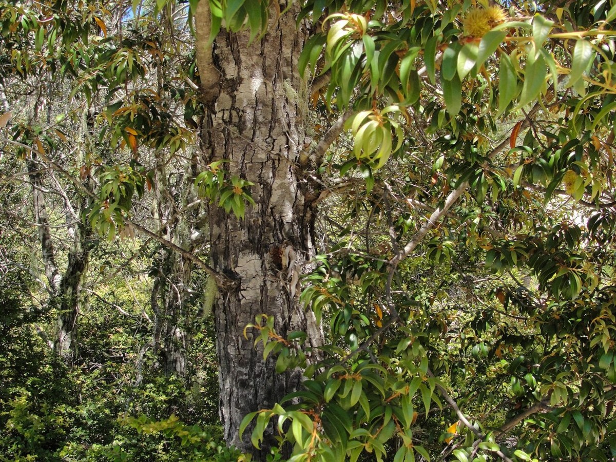 Giant Chinquapin (Chrysolepis chrysophylla) - PlantNative.org Giant chinquapin (Chrysolepis chrysophylla) trunk bark surrounded by glossy leaves with golden undersides