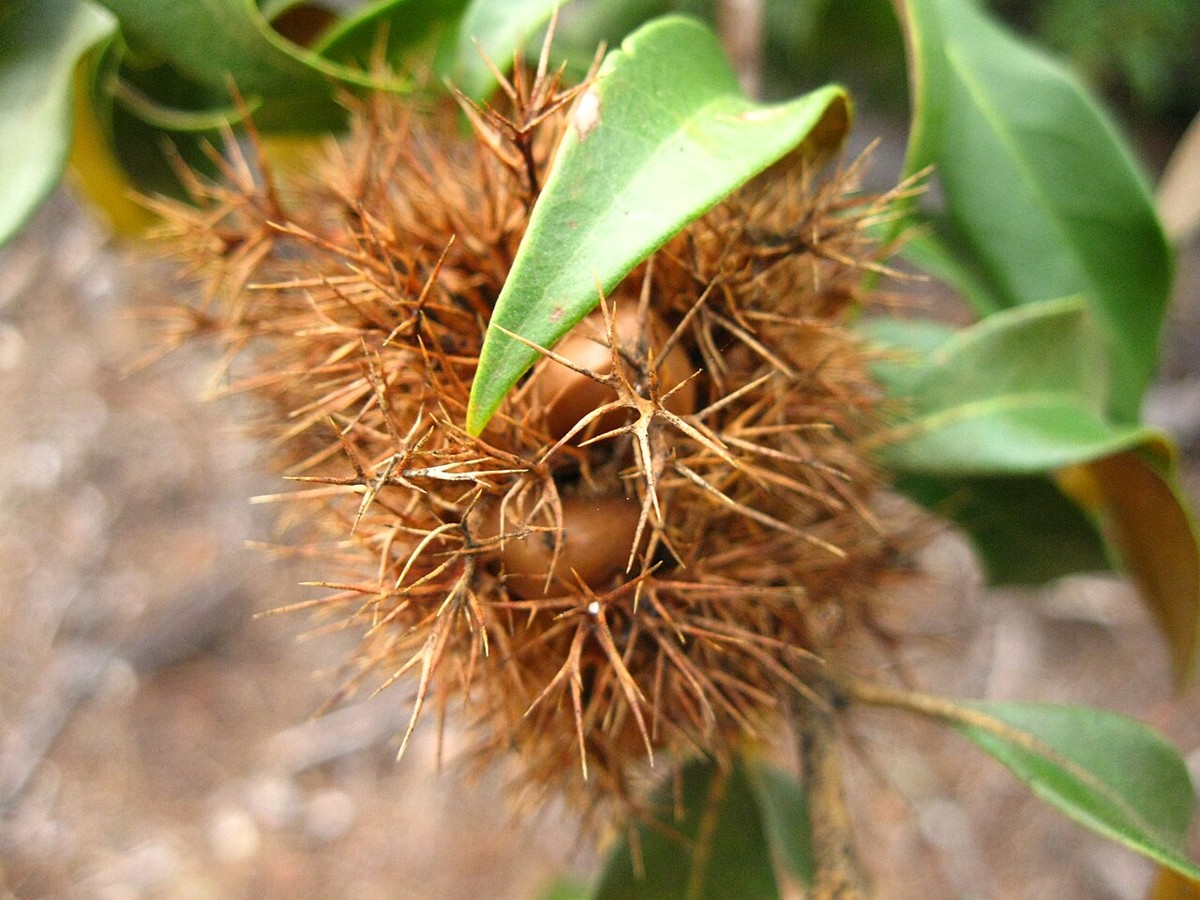 Giant Chinquapin (Chrysolepis chrysophylla) - PlantNative.org Spiny chestnut-like burr of Giant chinquapin (Chrysolepis chrysophylla) with nuts visible inside