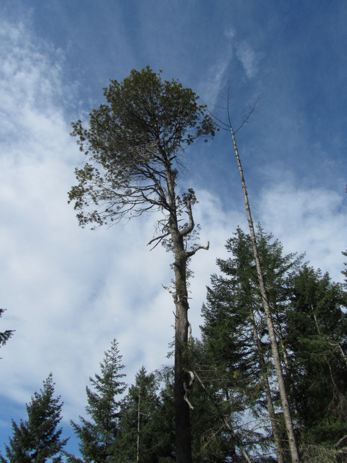 Giant Chinquapin (Chrysolepis chrysophylla) - PlantNative.org Tall Giant chinquapin (Chrysolepis chrysophylla) tree rising above surrounding conifers against a blue sky