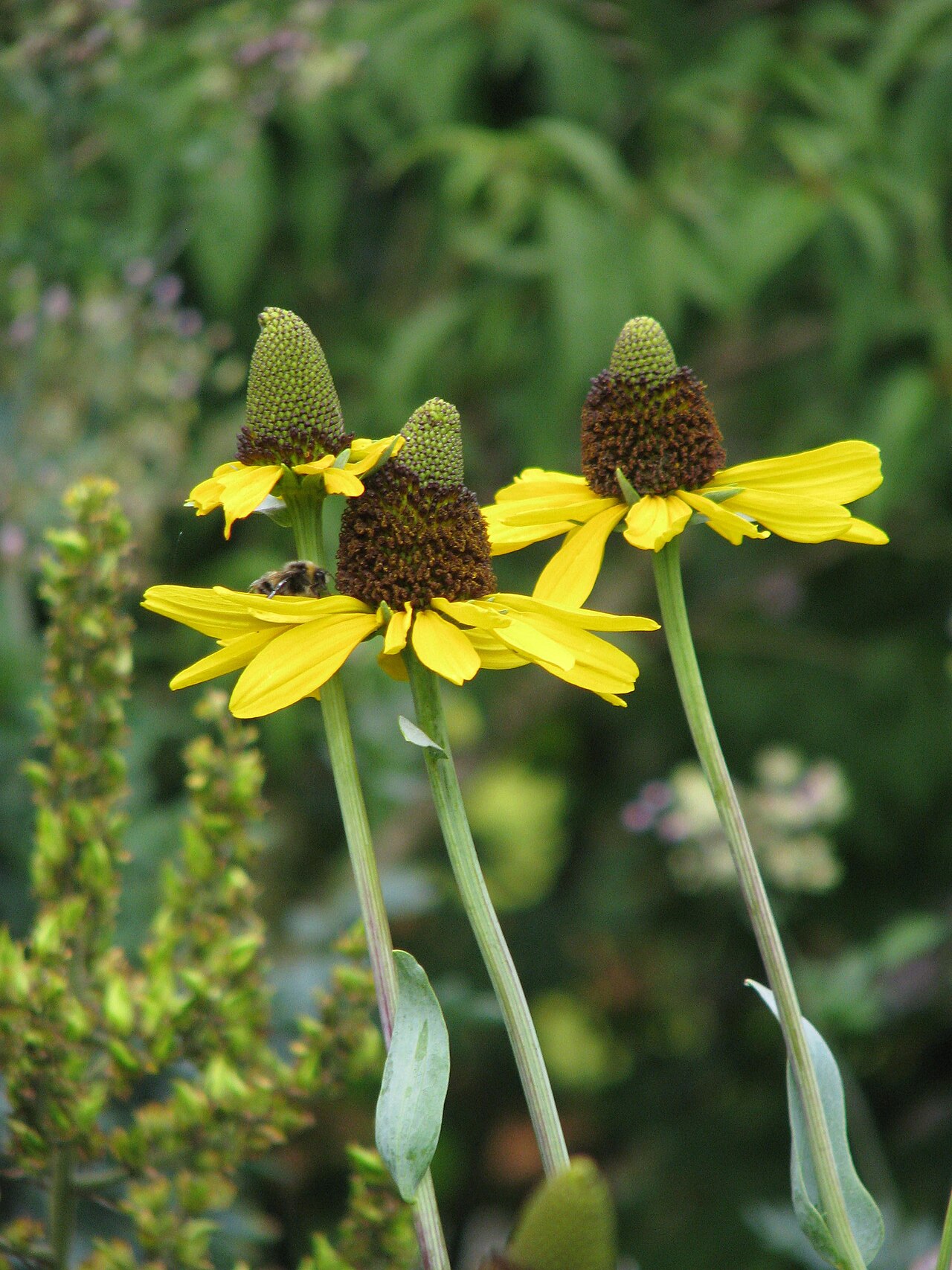 Giant Coneflower (Rudbeckia maxima) - PlantNative.org Close-up of Giant Coneflower (Rudbeckia maxima) flower heads showing tall cone-shaped brown-black discs and drooping yellow ray petals