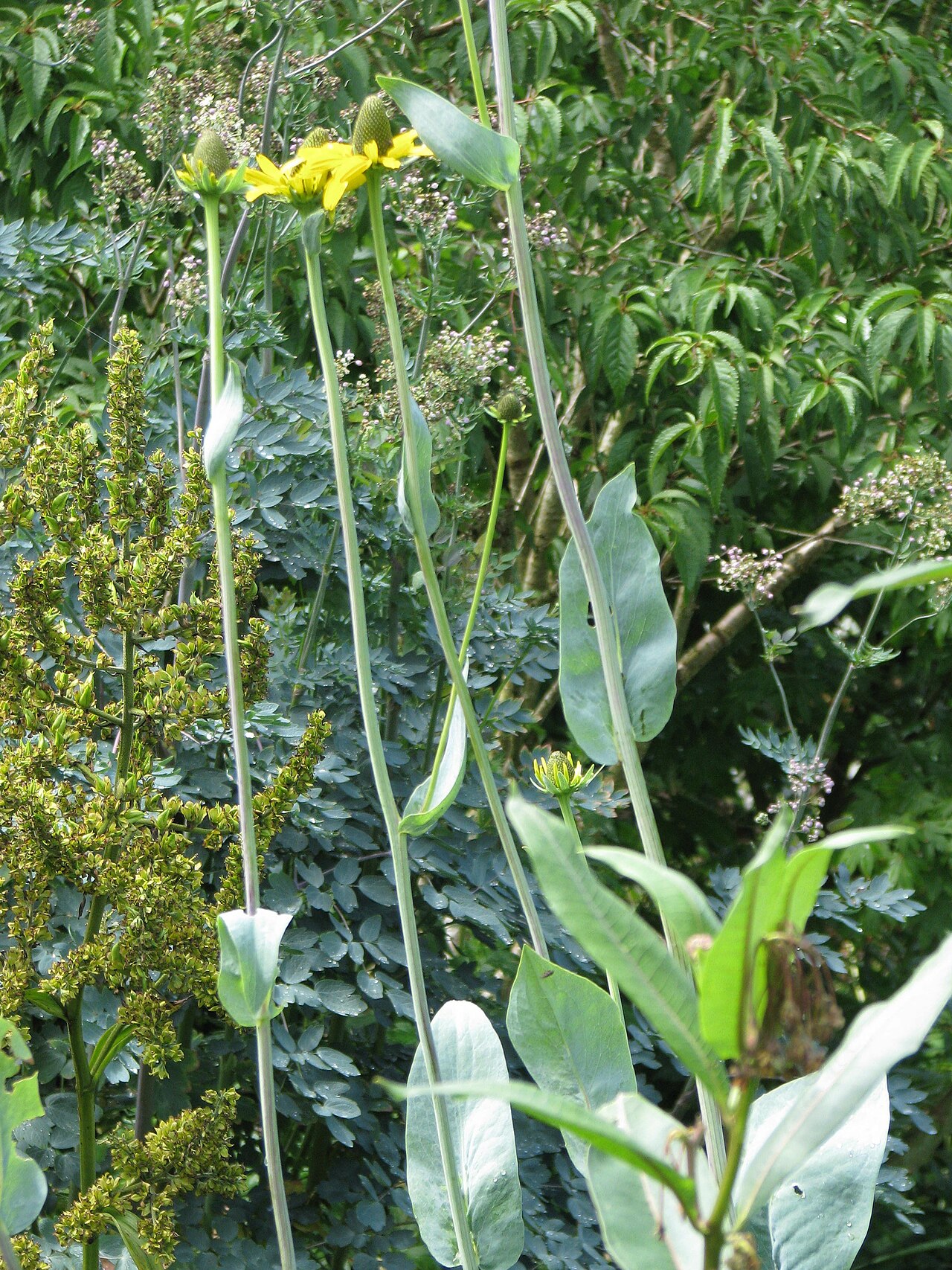 Giant Coneflower (Rudbeckia maxima) - PlantNative.org Giant Coneflower (Rudbeckia maxima) bare upper flowering stem with small clasping blue-green leaves below the flower heads