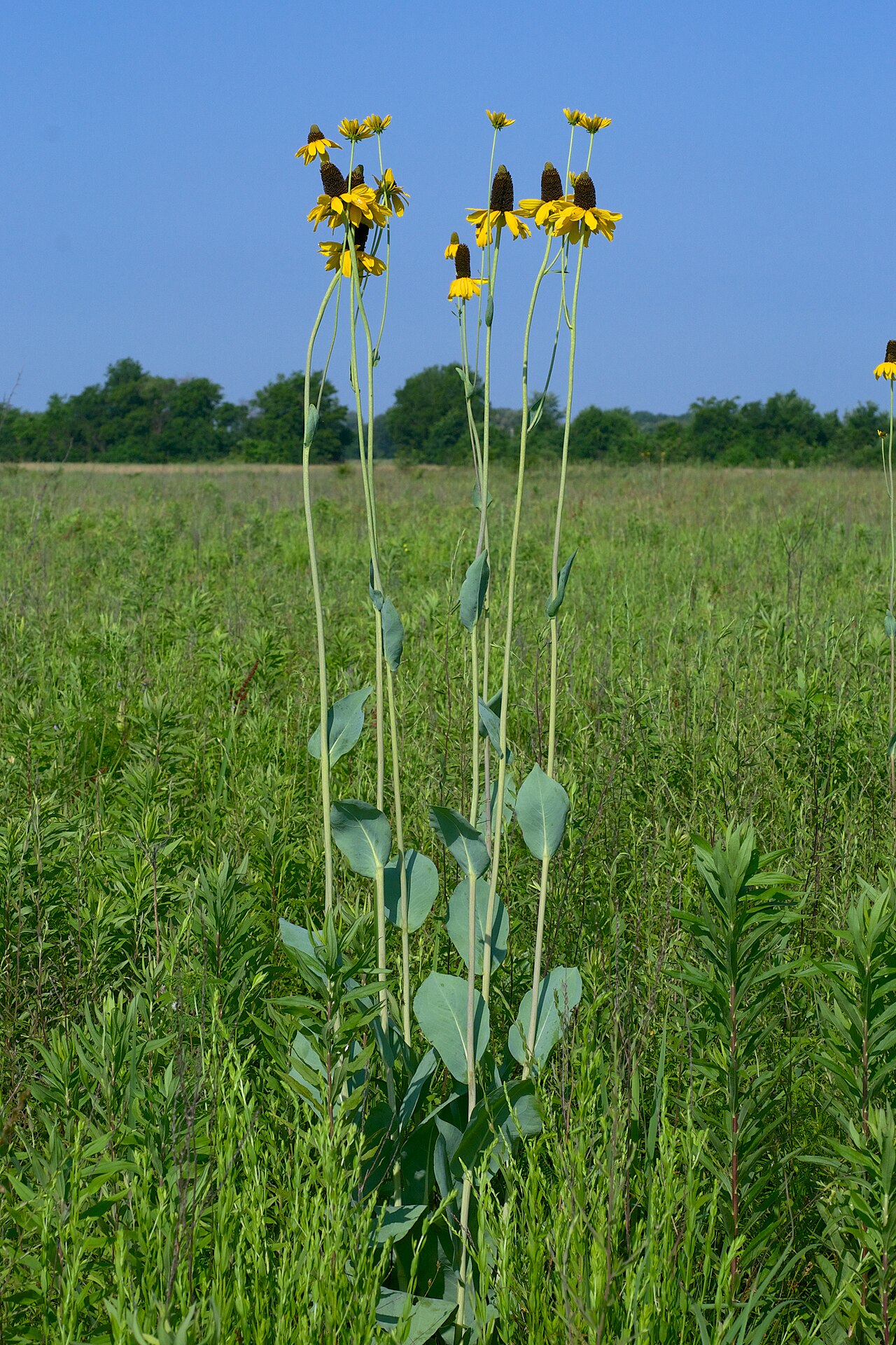 Giant Coneflower (Rudbeckia maxima) - PlantNative.org Giant Coneflower (Rudbeckia maxima) tall flowering stalks with blue-green cabbage-like basal leaves rising above a prairie