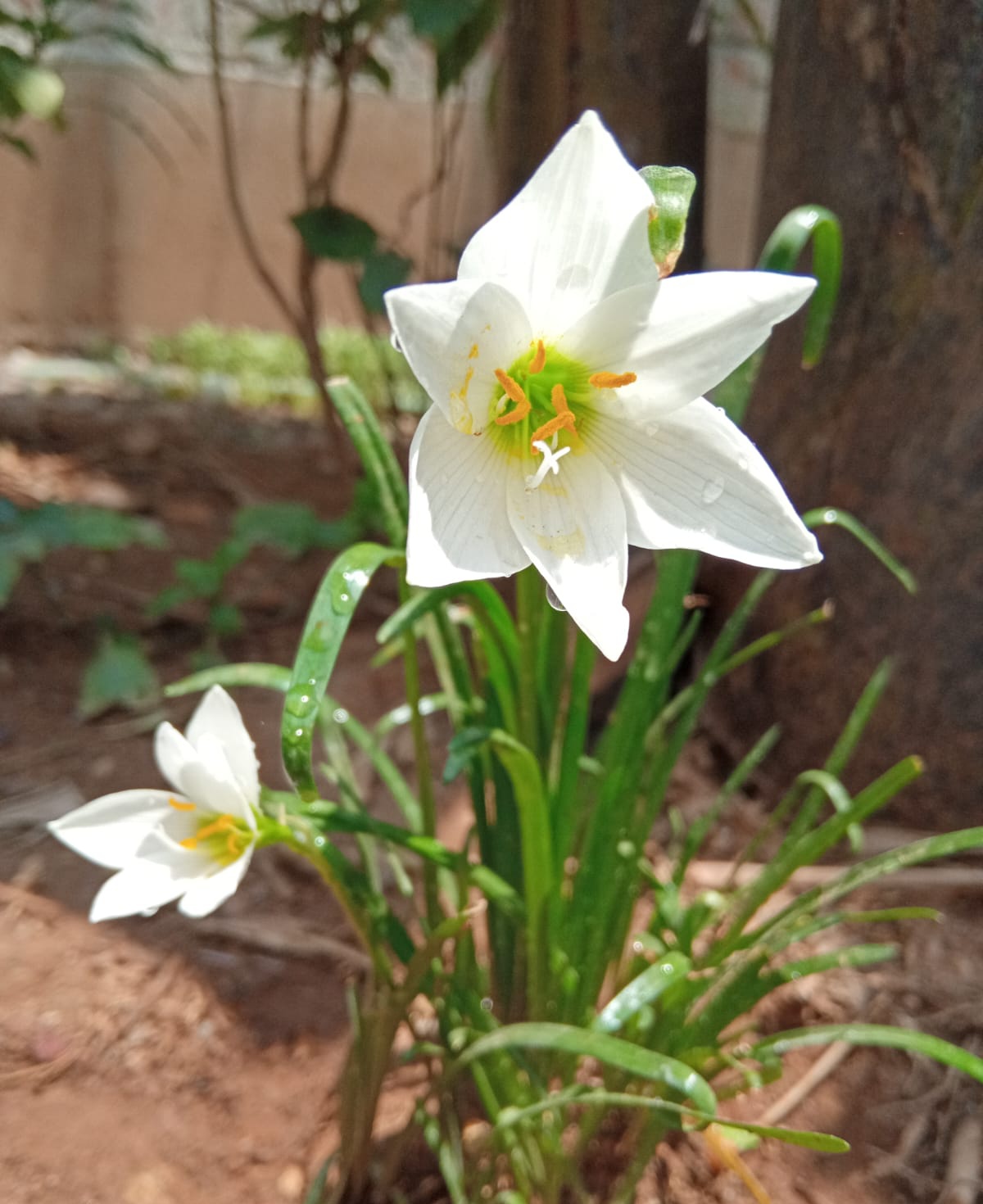 Giant Rain Lily (Zephyranthes drummondii) - PlantNative.org Close-up of a white Zephyranthes drummondii flower showing yellow stamens and faint pink veining on the petals