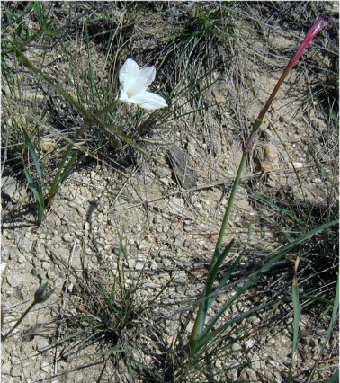 Giant Rain Lily (Zephyranthes drummondii) - PlantNative.org Giant rain lily (Zephyranthes drummondii) growing in rocky caliche soil in its native Central Texas habitat