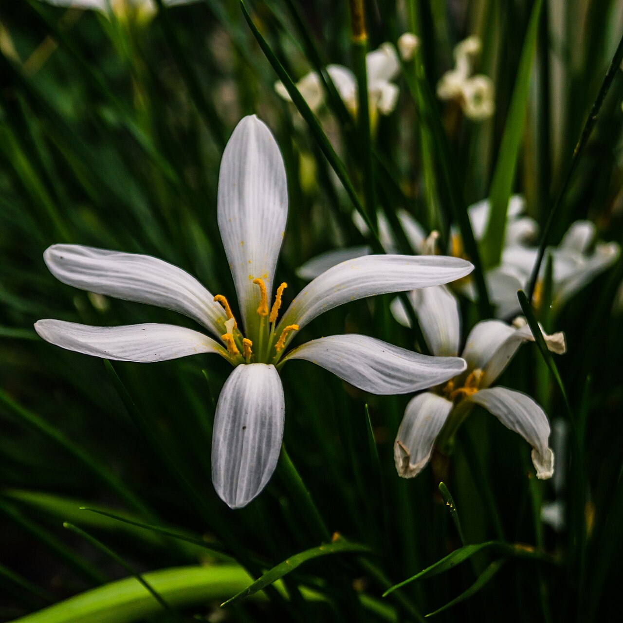 Giant Rain Lily (Zephyranthes drummondii) - PlantNative.org Giant rain lily (Zephyranthes drummondii) clump with large white star-shaped flowers and grass-like leaves