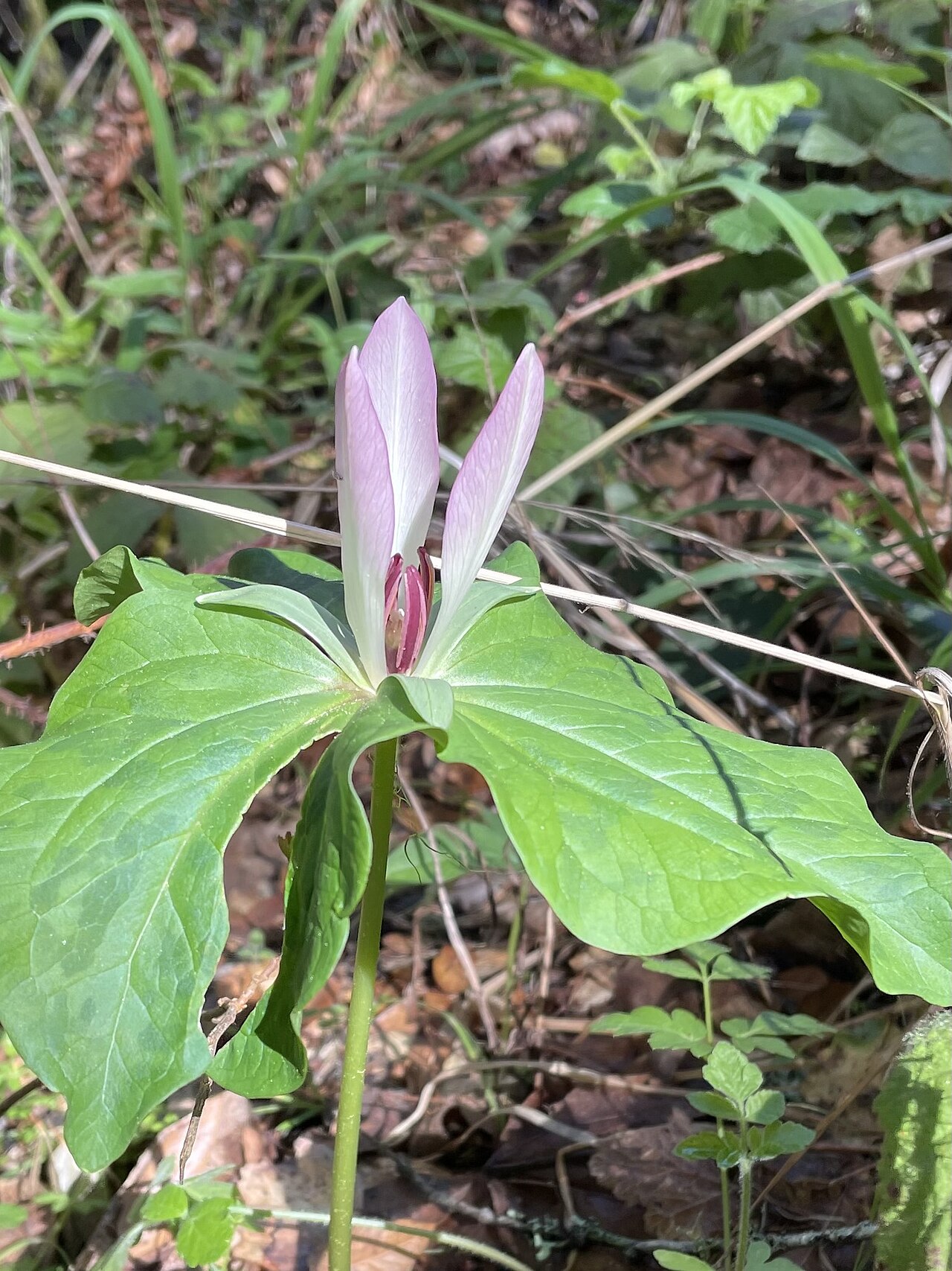 Close-up of a pale lavender-pink Giant Trillium (Trillium chloropetalum) flower showing the three narrow upright petals above mottled leaves, San Mateo County, California