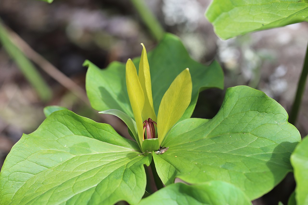 Greenish-yellow color form of Giant Trillium (Trillium chloropetalum var. chloropetalum) at Point Reyes National Seashore, Marin County, California