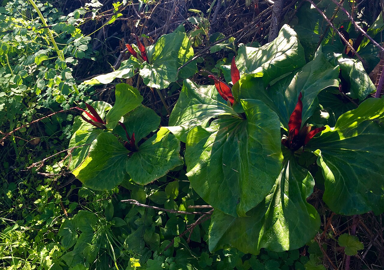 Clump of Giant Trillium (Trillium chloropetalum) with broad mottled leaves and dark maroon petals at Montaña de Oro State Park, California