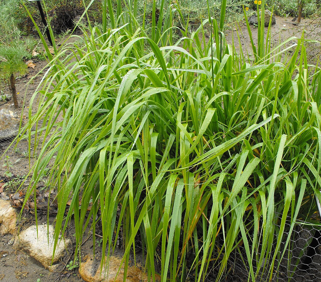 Giant Wildrye (Leymus condensatus) - PlantNative.org Dense clump of giant wildrye (Leymus condensatus) showing long arching leaf blades