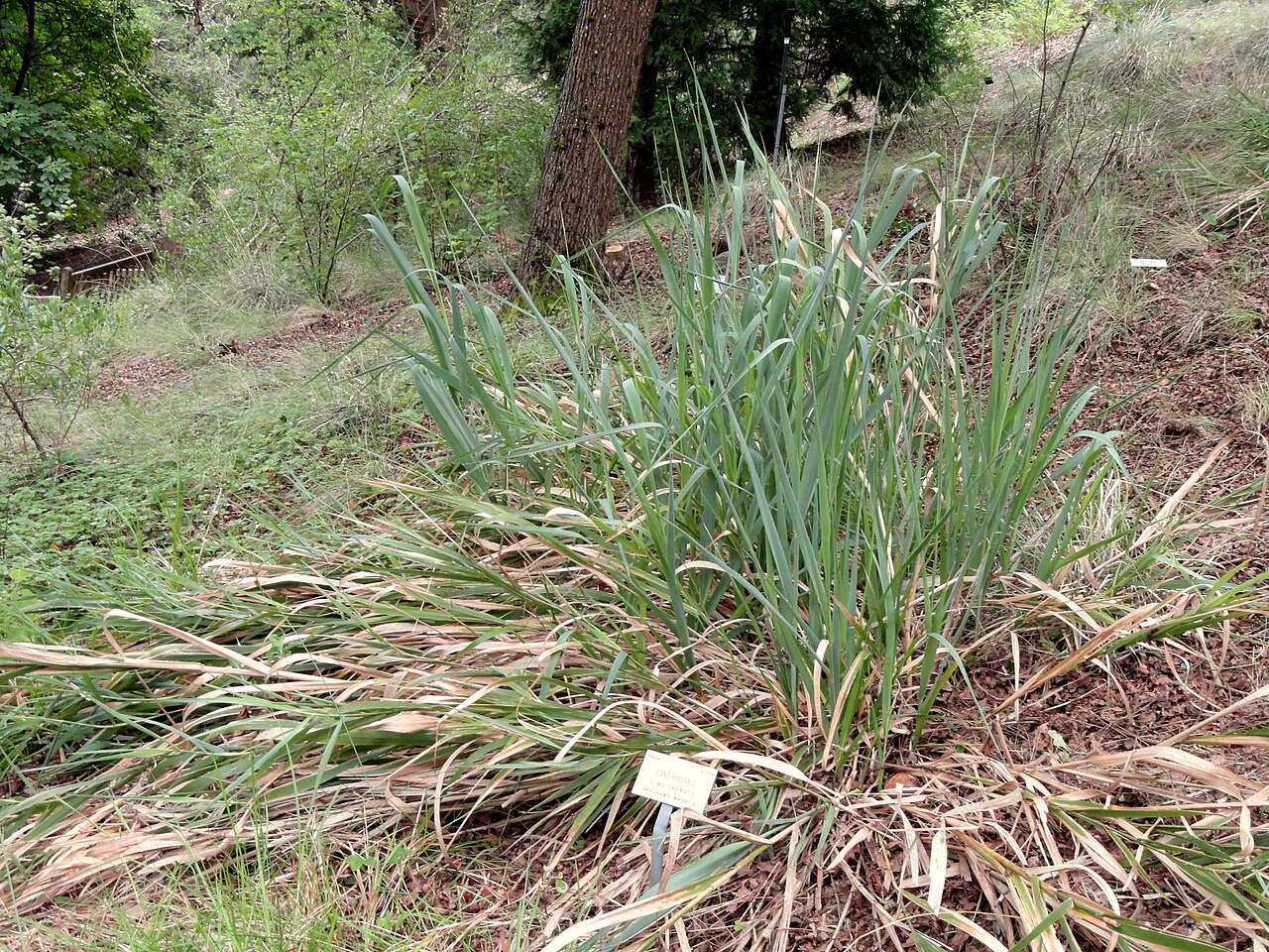Giant Wildrye (Leymus condensatus) - PlantNative.org Giant wildrye (Leymus condensatus) growing as a large clump on a wooded California slope