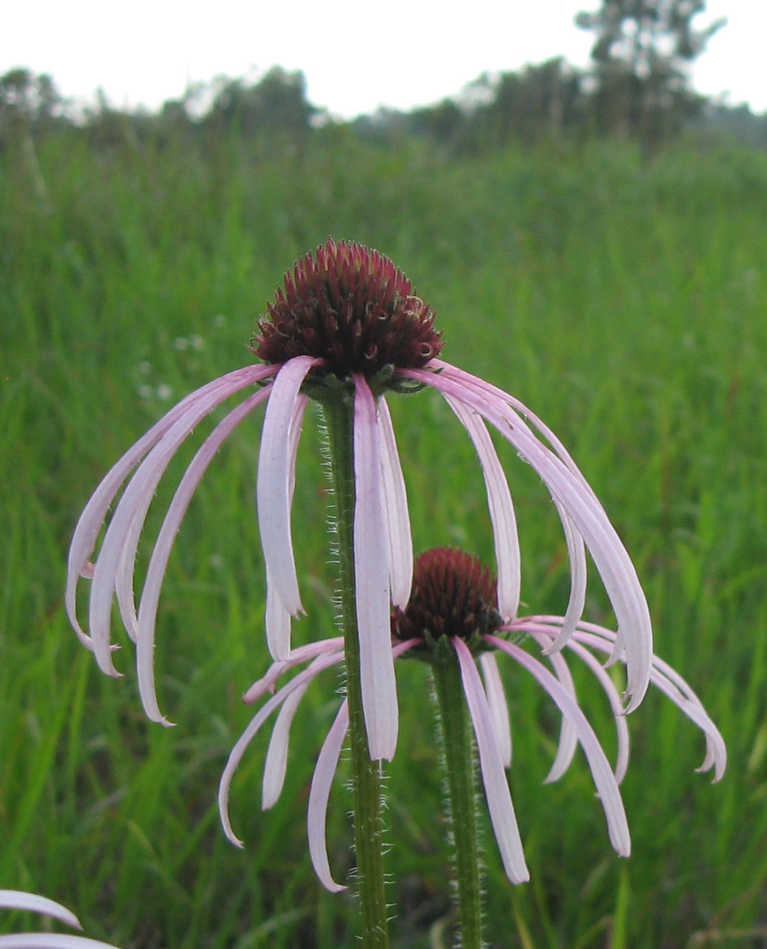Glade coneflower (Echinacea simulata) with pale pink drooping rays and a coppery cone, growing wild in a grassy glade