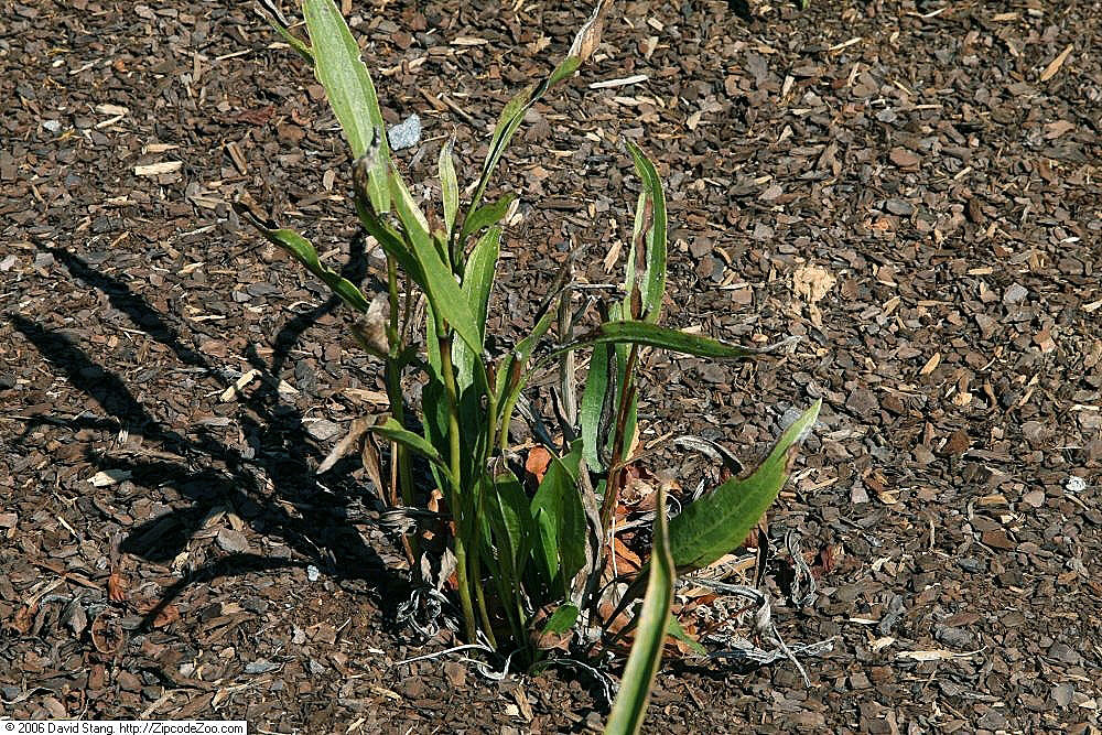 Young glade coneflower (Echinacea simulata) basal rosette showing narrow, slightly wavy-margined leaves