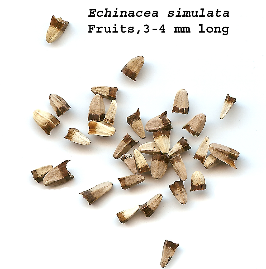 Small tan and brown achenes (seeds) of glade coneflower (Echinacea simulata), about 3 to 4 millimeters long