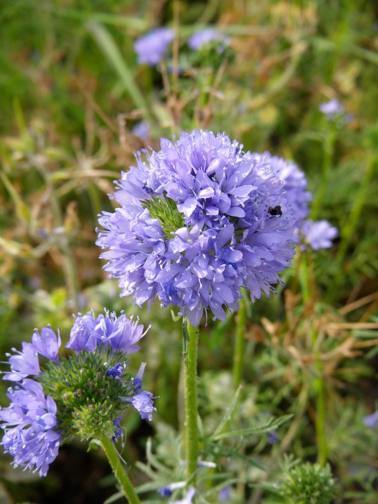 Globe Gilia (Gilia capitata) - PlantNative.org Globe Gilia (Gilia capitata) flower cluster with fine feathery foliage