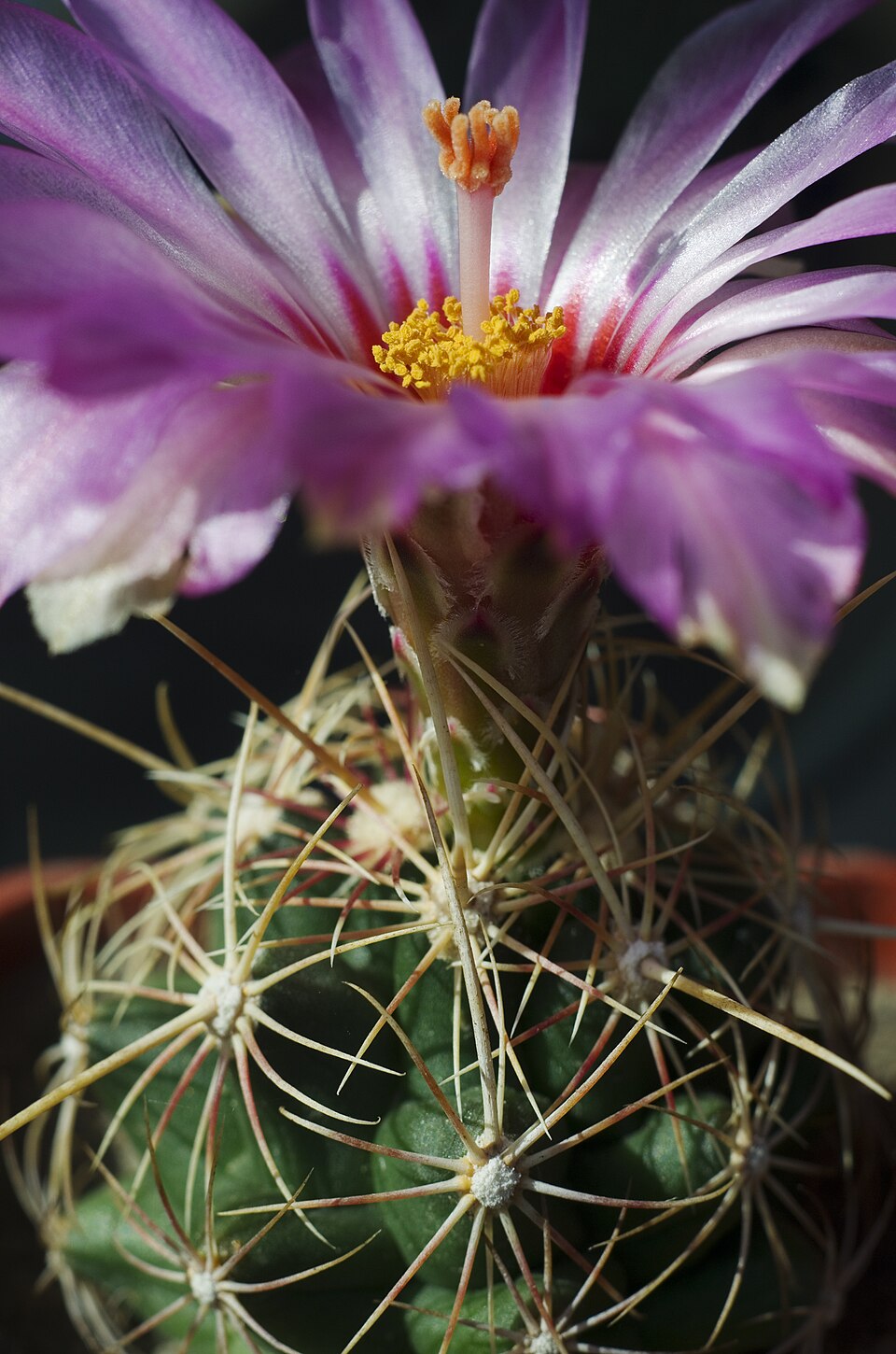 Glory of Texas (Thelocactus bicolor) - PlantNative.org Close-up of a Glory of Texas (Thelocactus bicolor) flower showing silky magenta-pink petals with a deep red throat and gold stamens