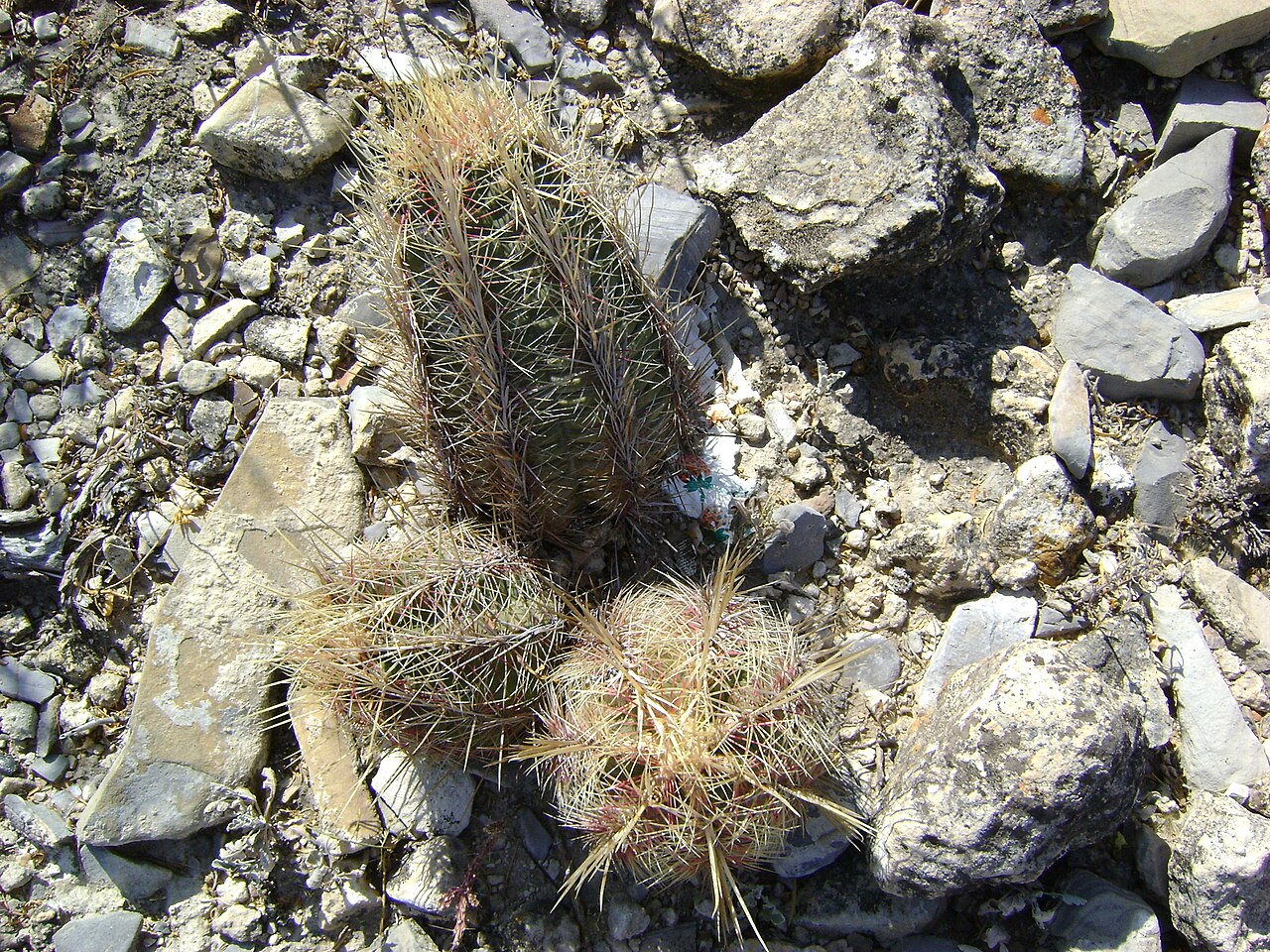 Glory of Texas (Thelocactus bicolor) - PlantNative.org Glory of Texas (Thelocactus bicolor) clustered plants growing among limestone rock and gravel in Chihuahuan Desert habitat