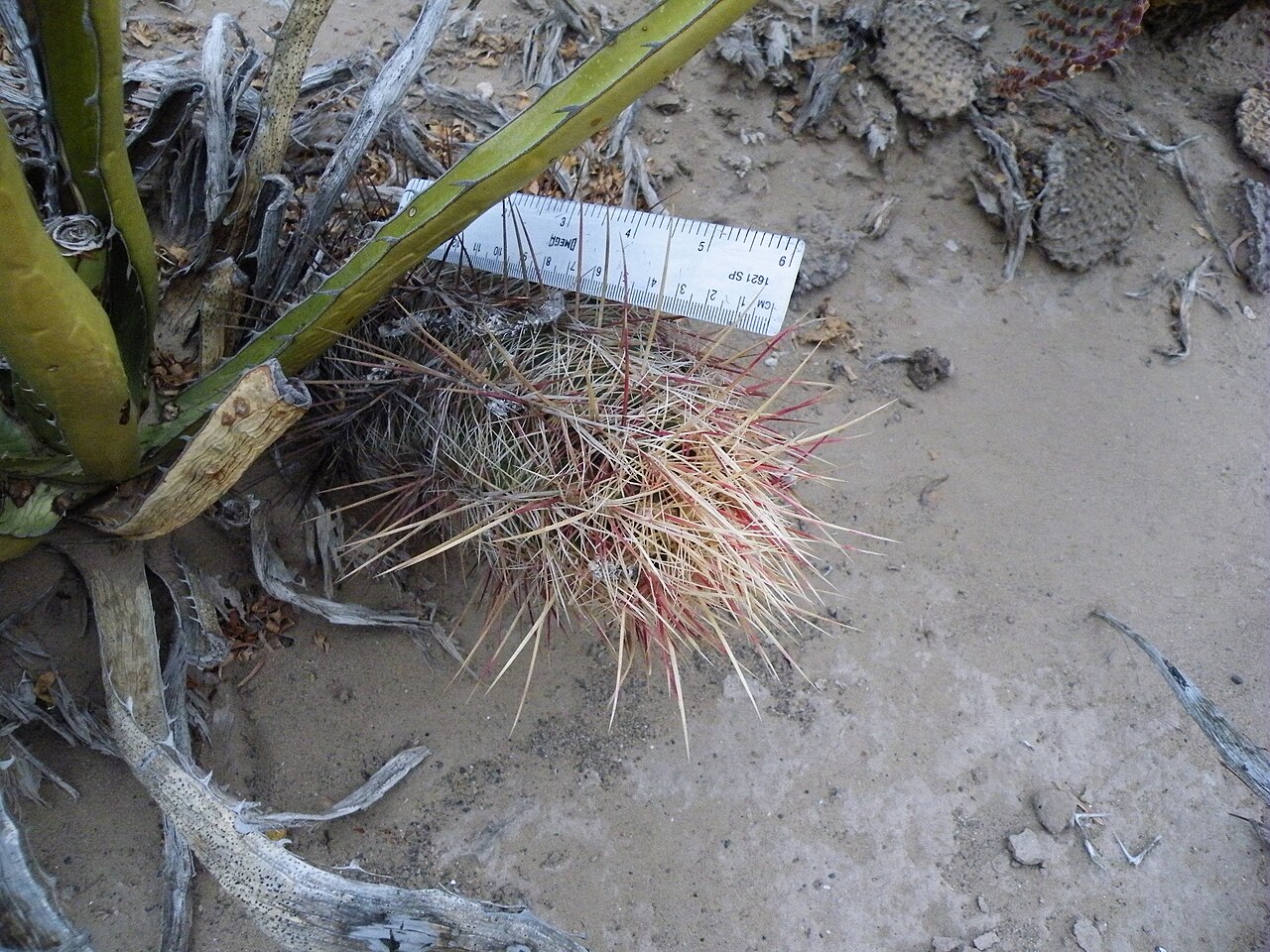 Glory of Texas (Thelocactus bicolor) - PlantNative.org Glory of Texas (Thelocactus bicolor) spine cluster measured against a ruler, showing the banded cream, tan, and pink spines