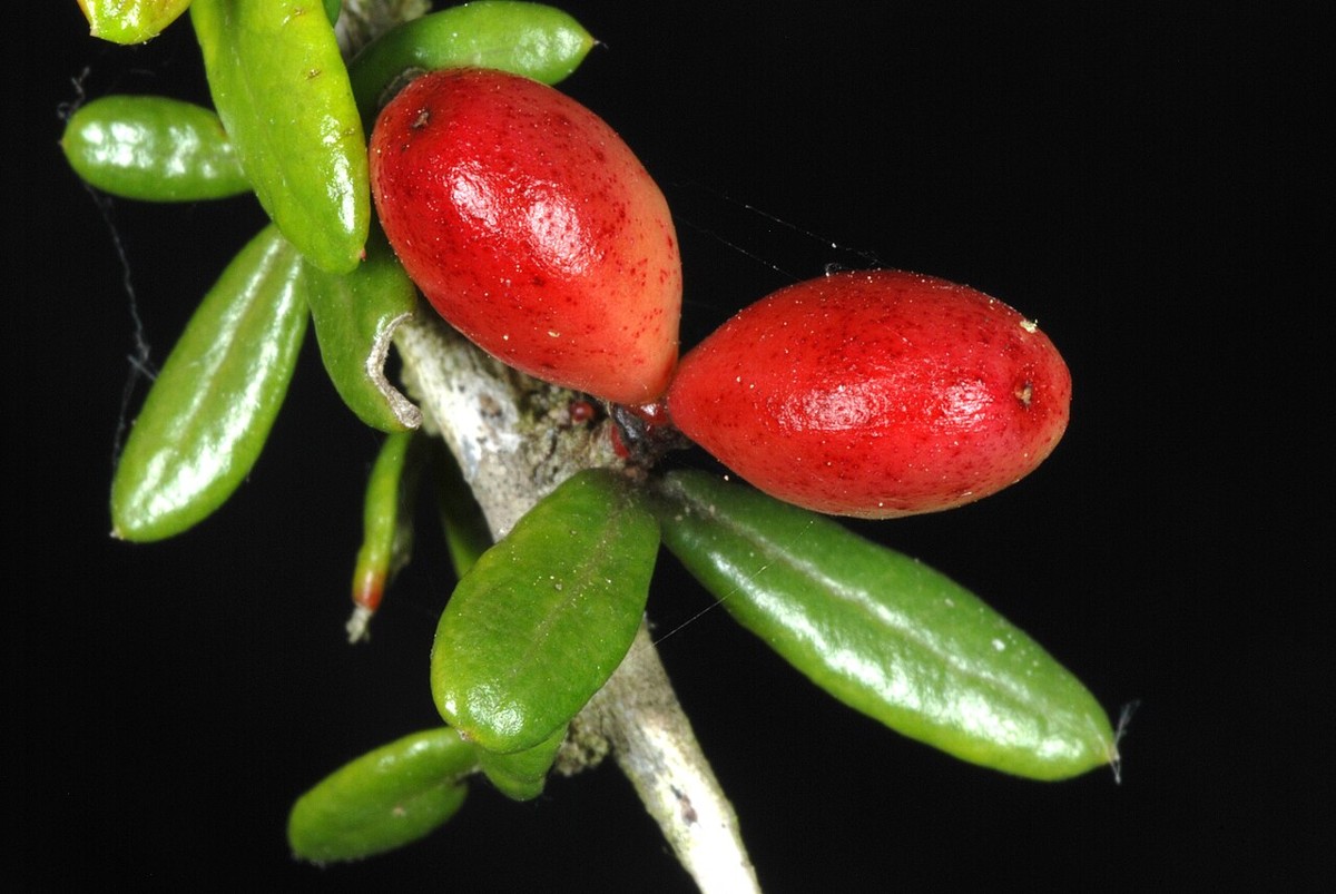 Goatbush (Castela erecta) - PlantNative.org Close-up of two glossy red Goatbush (Castela erecta) fruits among small firm green leaves
