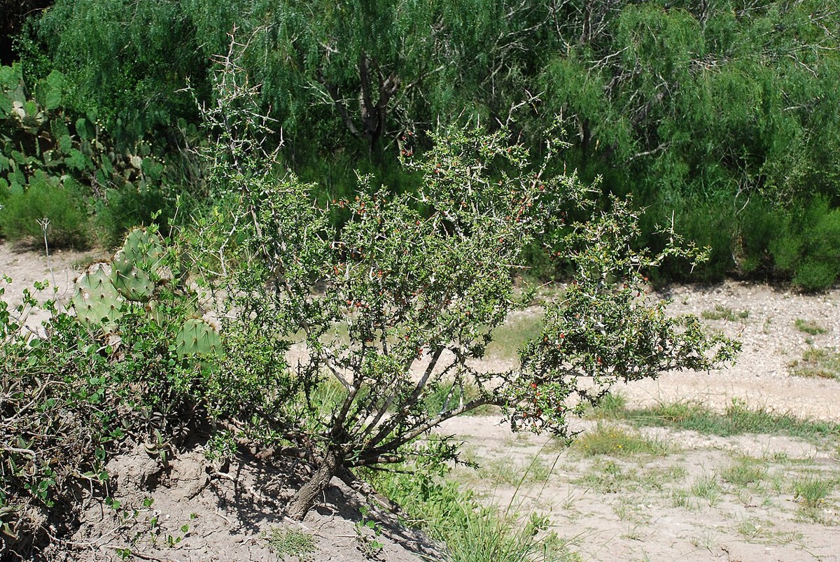 Goatbush (Castela erecta) - PlantNative.org Goatbush (Castela erecta) spiny rounded shrub growing in dry South Texas brush alongside prickly pear cactus and mesquite