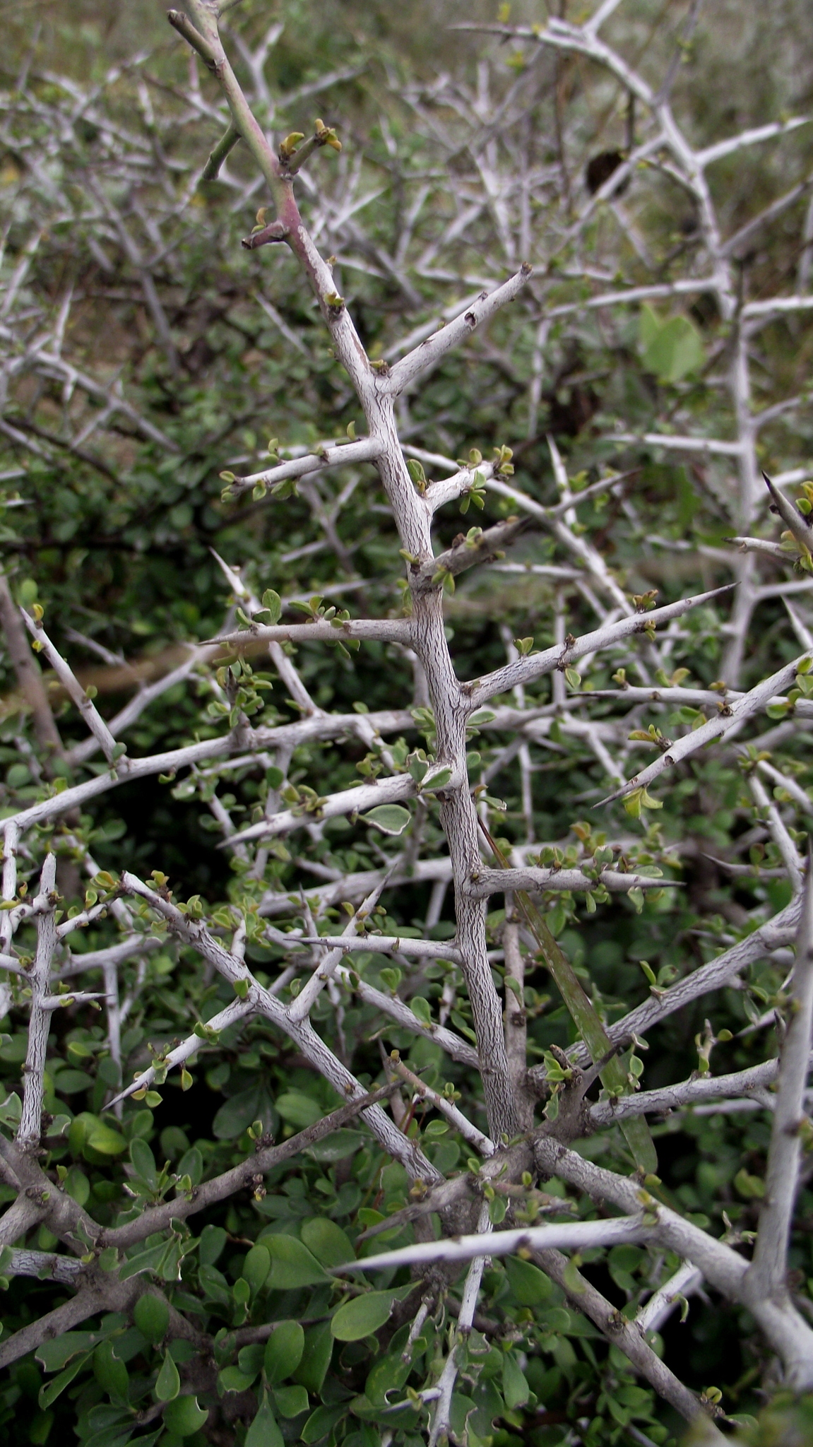 Goatbush (Castela erecta) - PlantNative.org Close-up of Goatbush (Castela erecta) pale whitish branches showing the dense network of stout spines