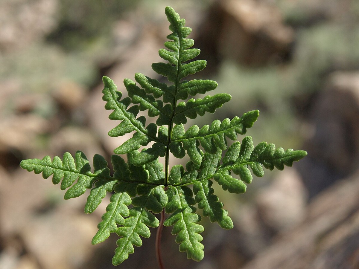 Goldback Fern (Pentagramma triangularis) - PlantNative.org Triangular, finely divided fronds of goldback fern (Pentagramma triangularis) seen from above