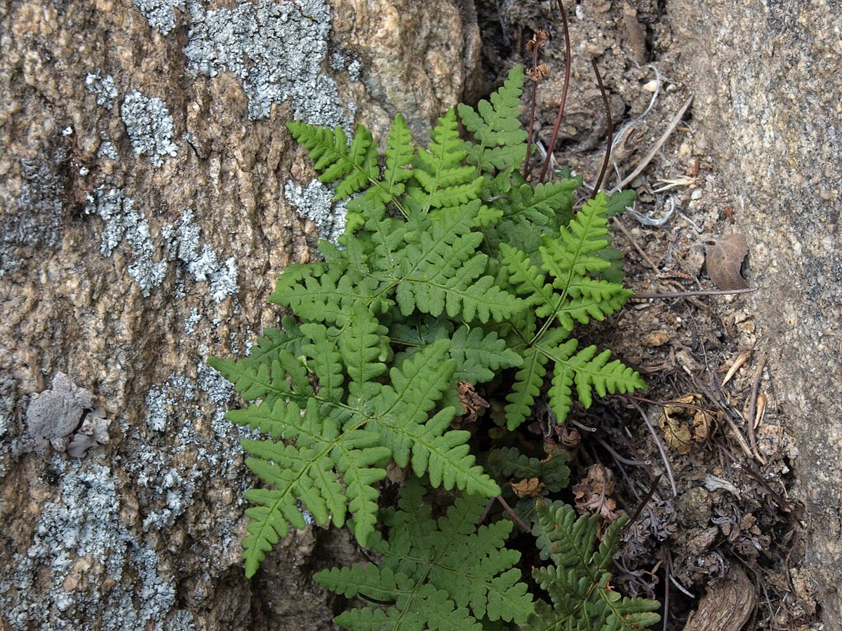 Goldback Fern (Pentagramma triangularis) - PlantNative.org Goldback fern (Pentagramma triangularis) growing from a crack in a lichen-covered rock outcrop