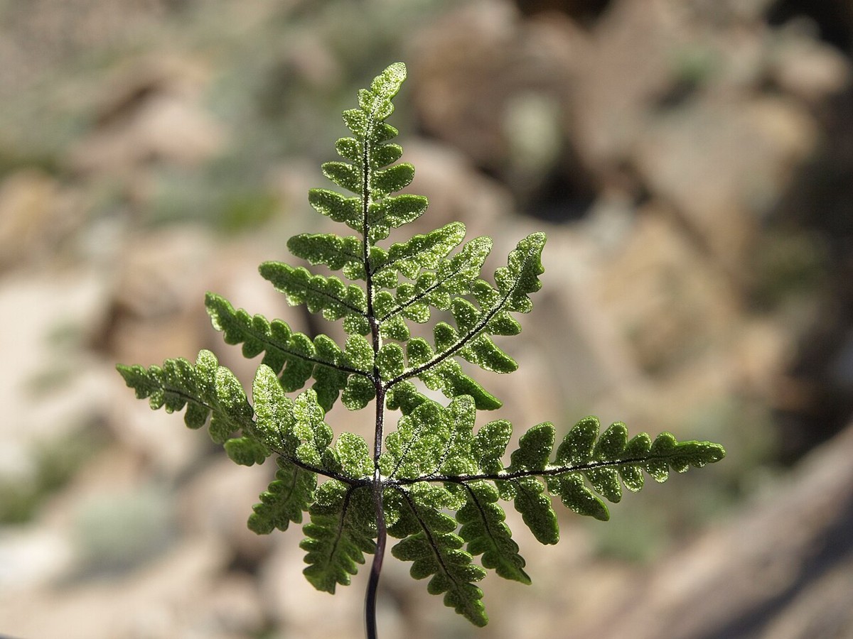 Goldback Fern (Pentagramma triangularis) - PlantNative.org Close-up of the lower leaf surface of goldback fern (Pentagramma triangularis) showing the fine powdery farina that gives the species its common name