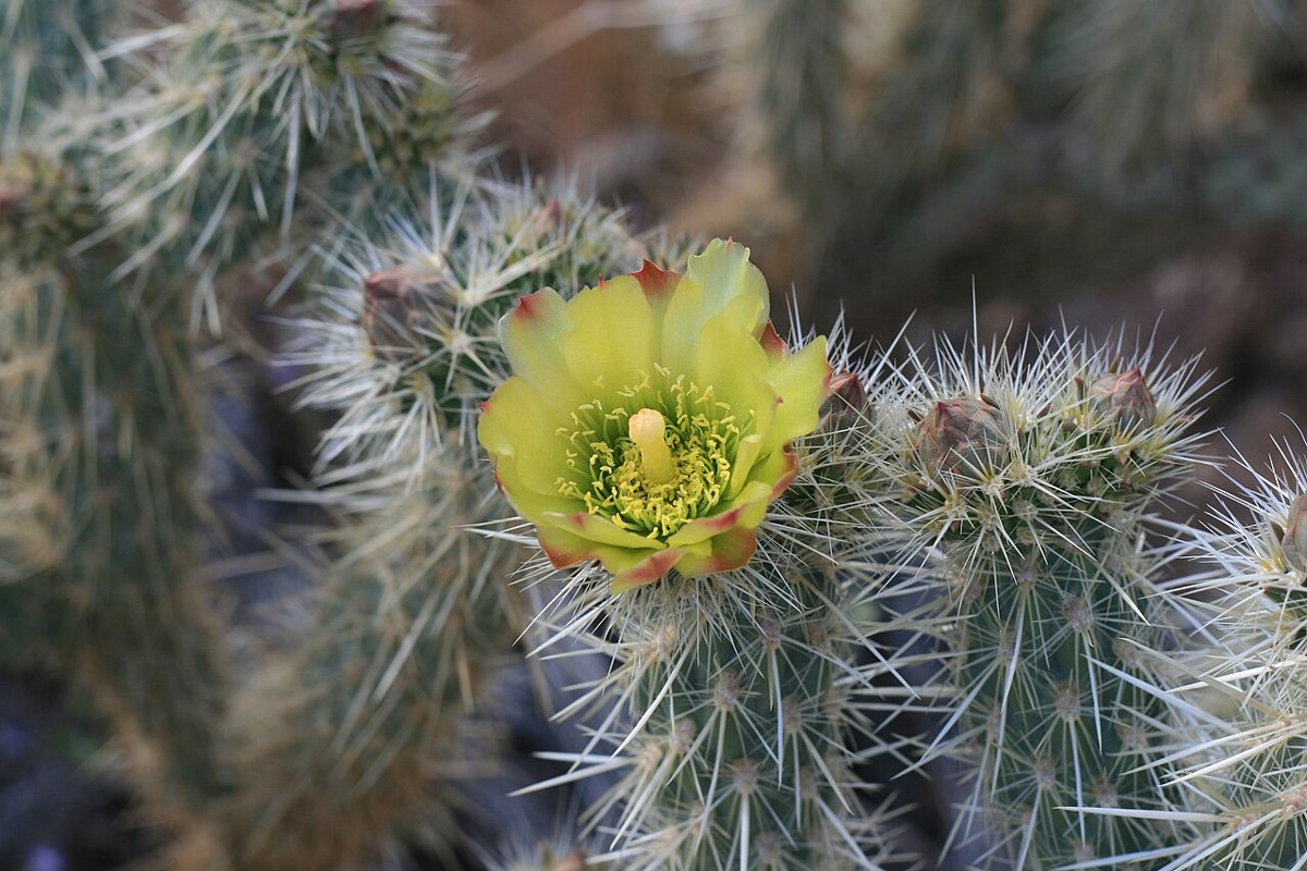 Golden Cholla (Cylindropuntia echinocarpa) - PlantNative.org Close-up of a golden cholla (Cylindropuntia echinocarpa) flower showing yellow stamens and pink-tinged petals among spiny joints