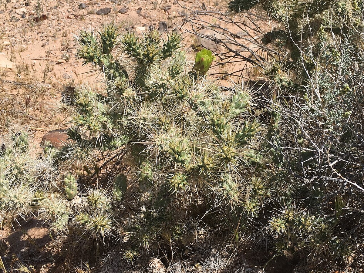 Golden Cholla (Cylindropuntia echinocarpa) - PlantNative.org A golden cholla (Cylindropuntia echinocarpa) shrub with many spiny branches growing among creosote bush in open desert